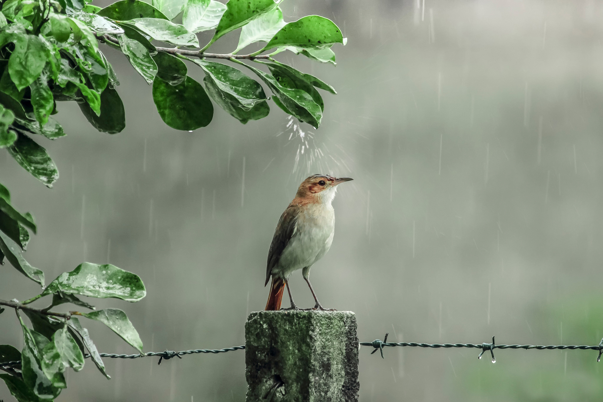 Téléchargez des papiers peints mobile Oiseau, Des Oiseaux, Animaux gratuitement.