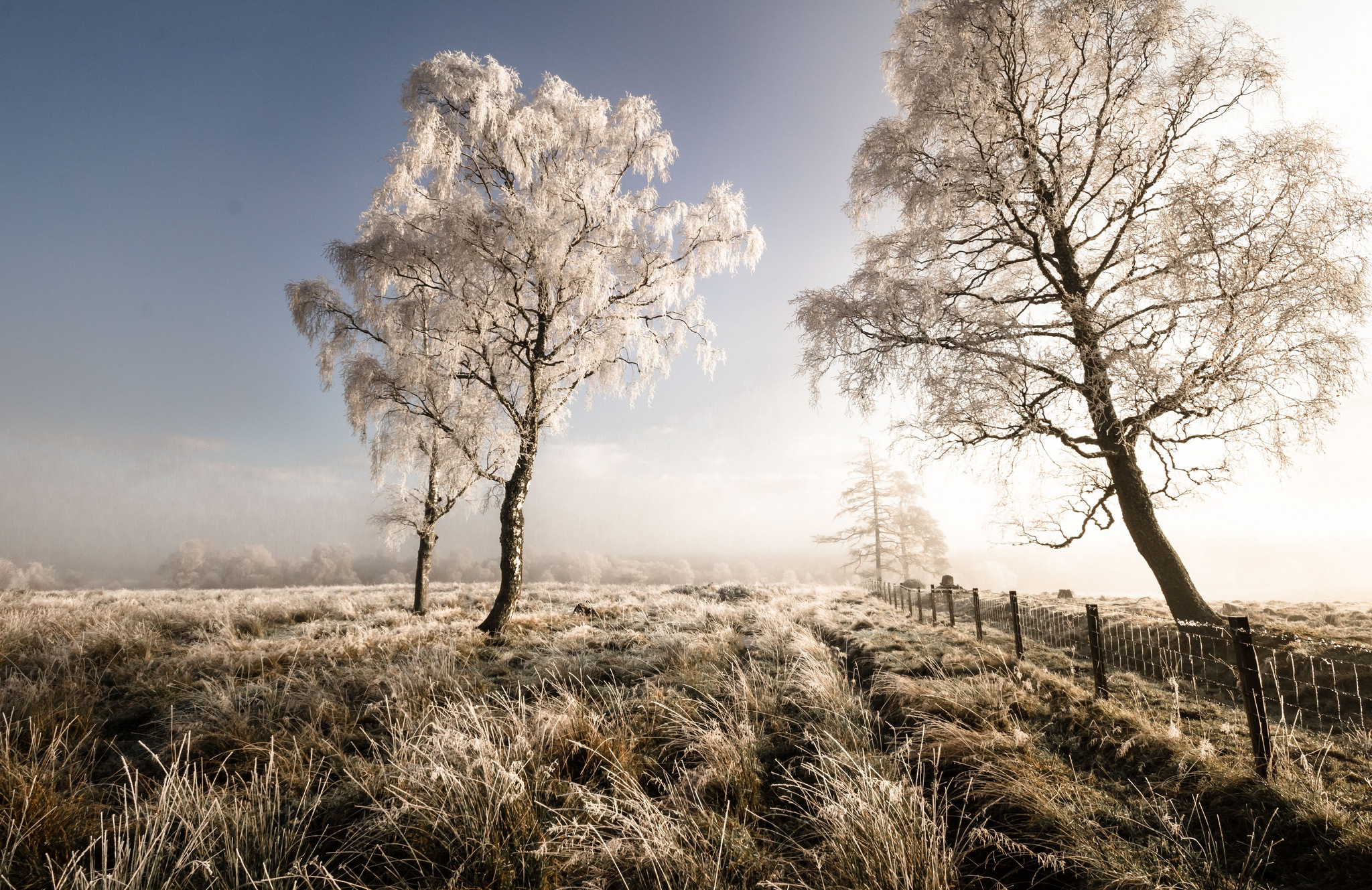 Download mobile wallpaper Winter, Nature, Tree, Fog, Earth, Field for free.