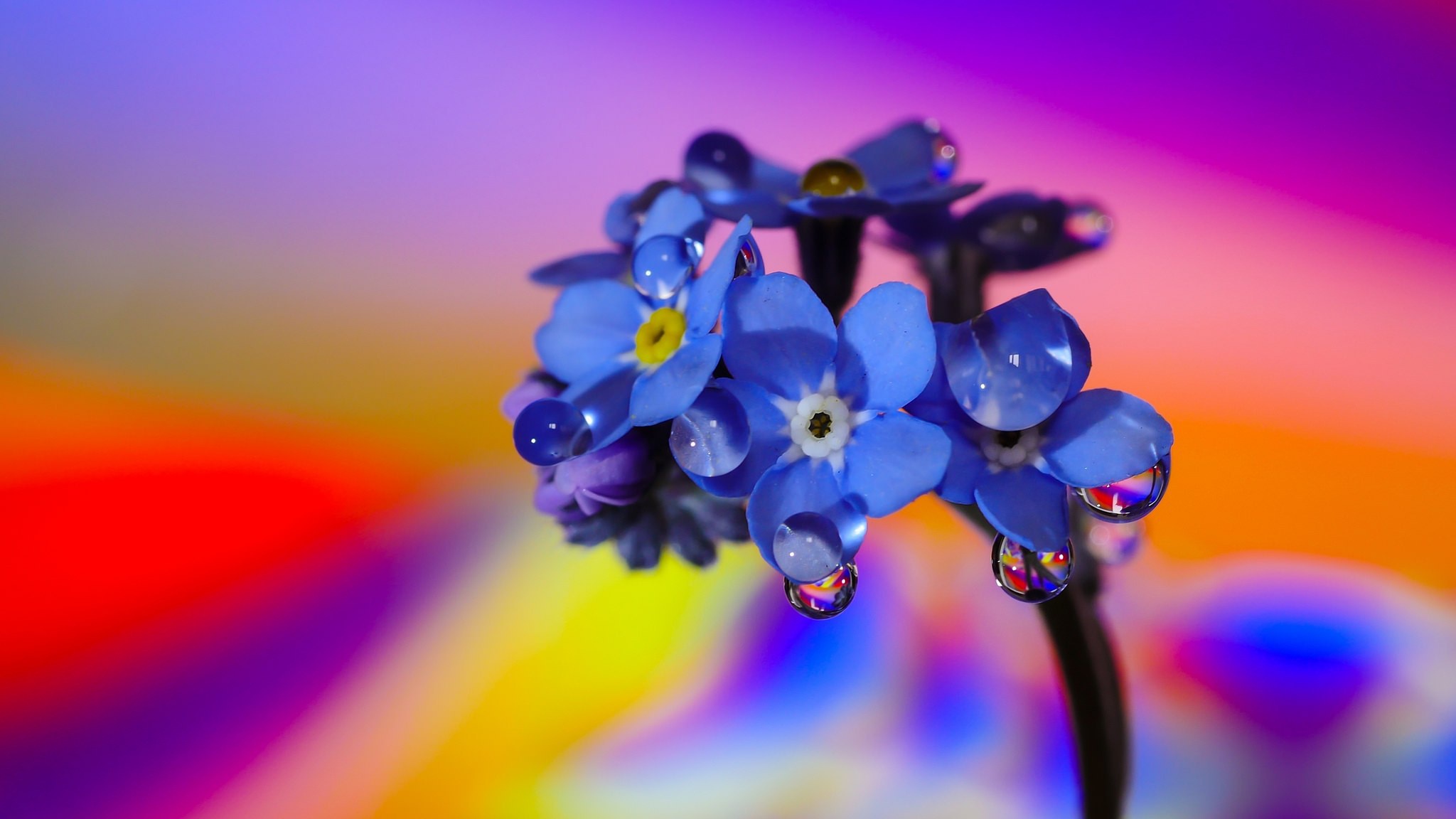 Download mobile wallpaper Nature, Flowers, Flower, Macro, Earth, Colorful, Forget Me Not, Water Drop, Blue Flower for free.