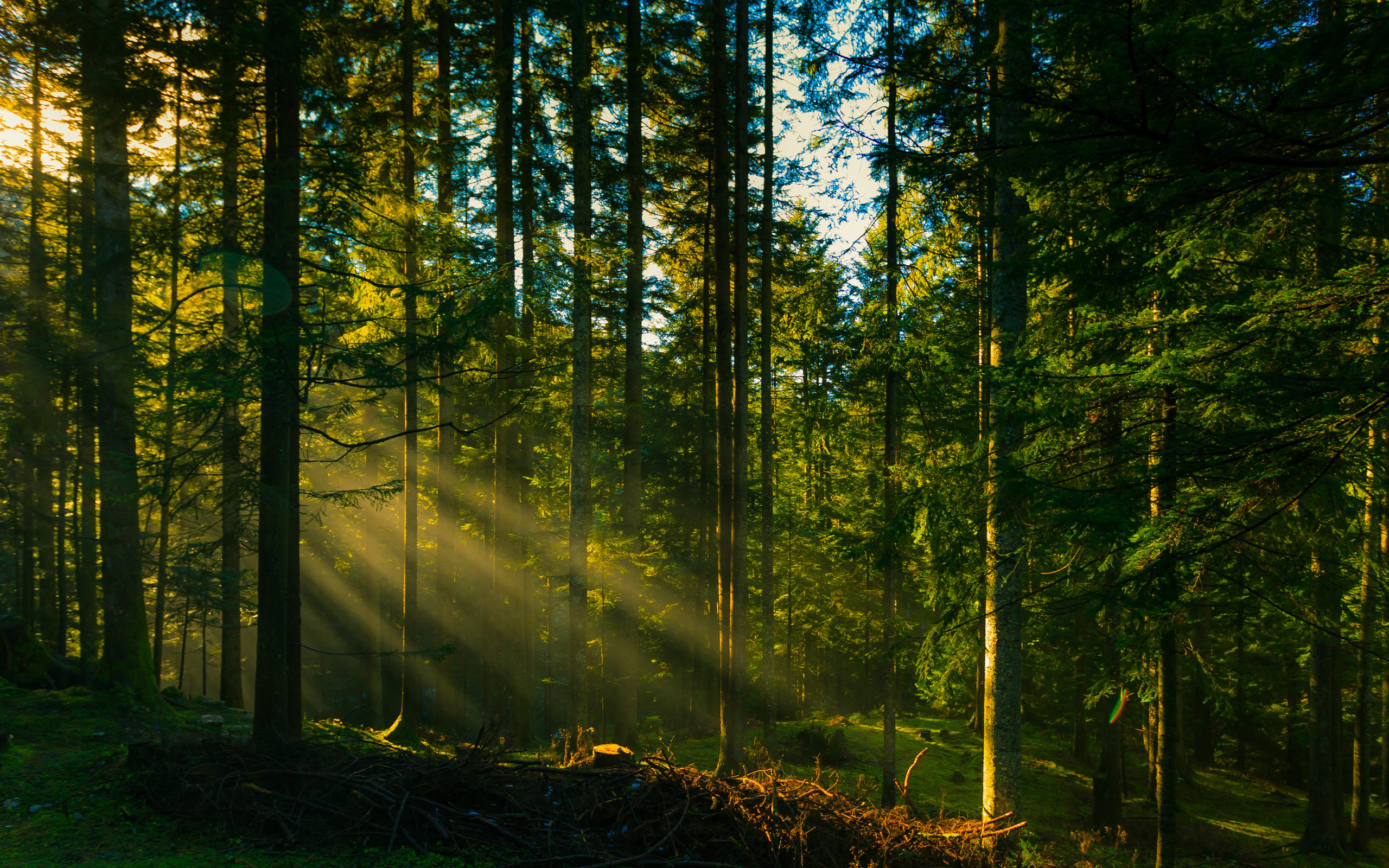 Téléchargez gratuitement l'image Forêt, Terre/nature sur le bureau de votre PC