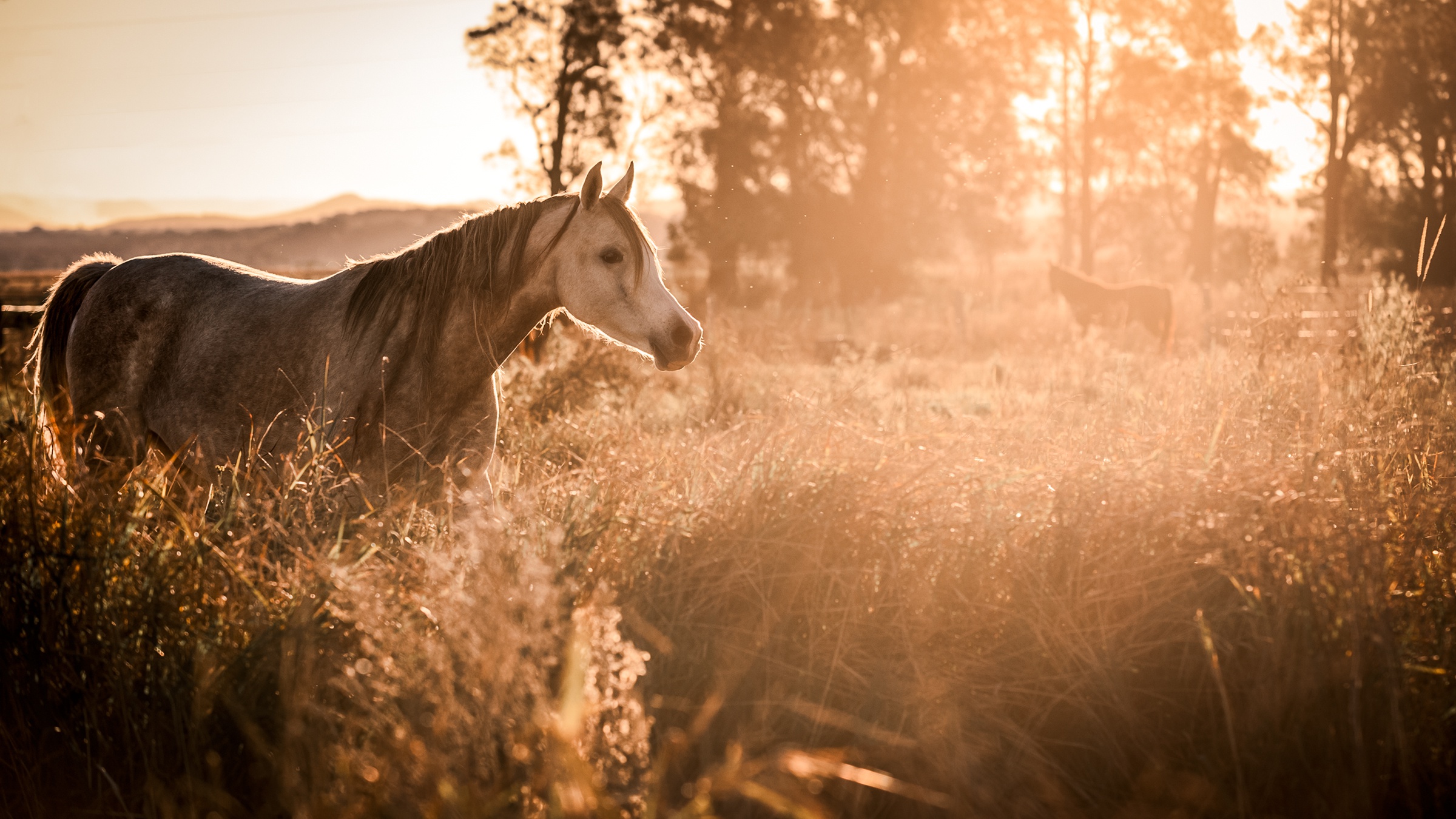 Download mobile wallpaper Animal, Horse, Sunny for free.