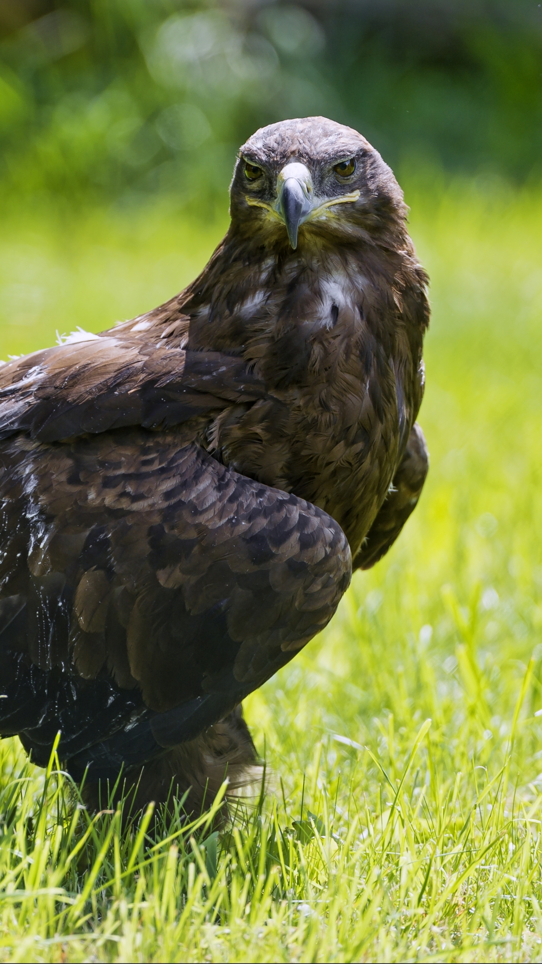 Download mobile wallpaper Birds, Grass, Summer, Bird, Animal, Eagle, Bokeh for free.