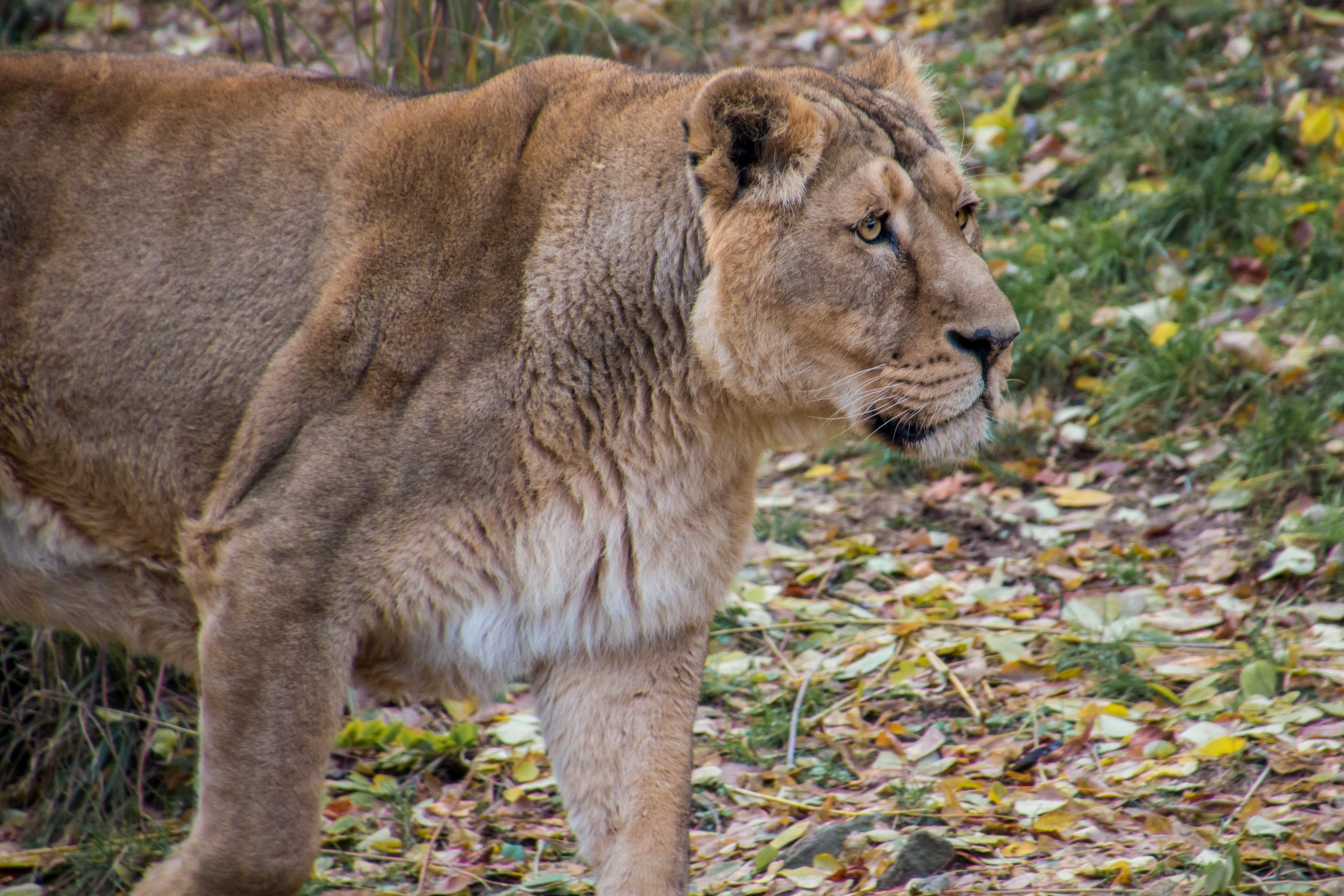 Téléchargez gratuitement l'image Lion, Chats, Animaux sur le bureau de votre PC