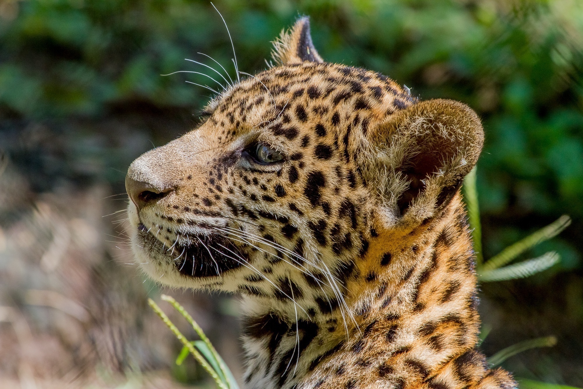 Descarga gratis la imagen Animales, Jaguar, Gatito, Depredador, Perfil, Gato Montés, Joey, Joven, Bozal, Gato Salvaje en el escritorio de tu PC