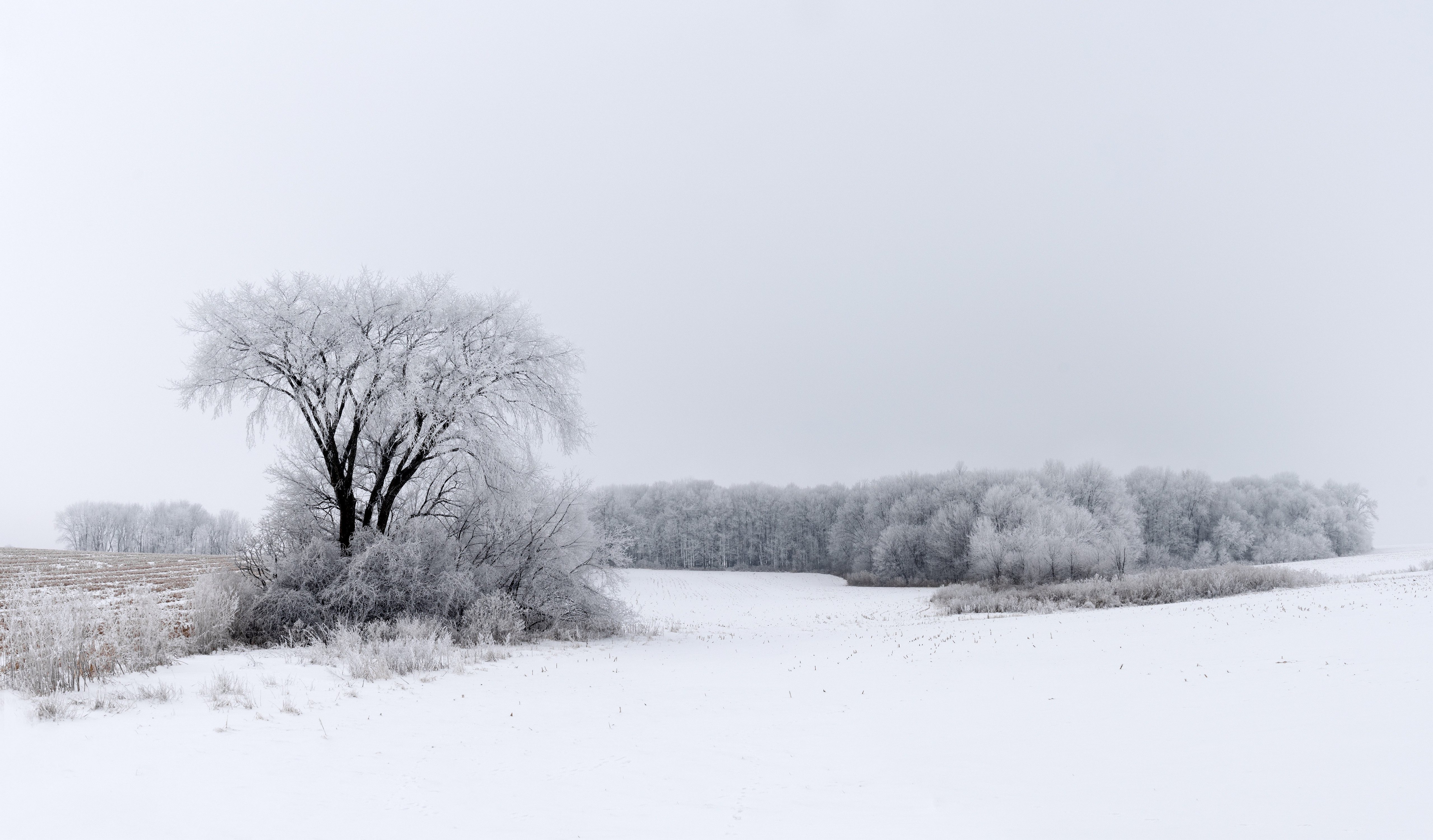 Скачать обои бесплатно Кусты, Дерево, Природа, Снег, Поле, Зима картинка на рабочий стол ПК