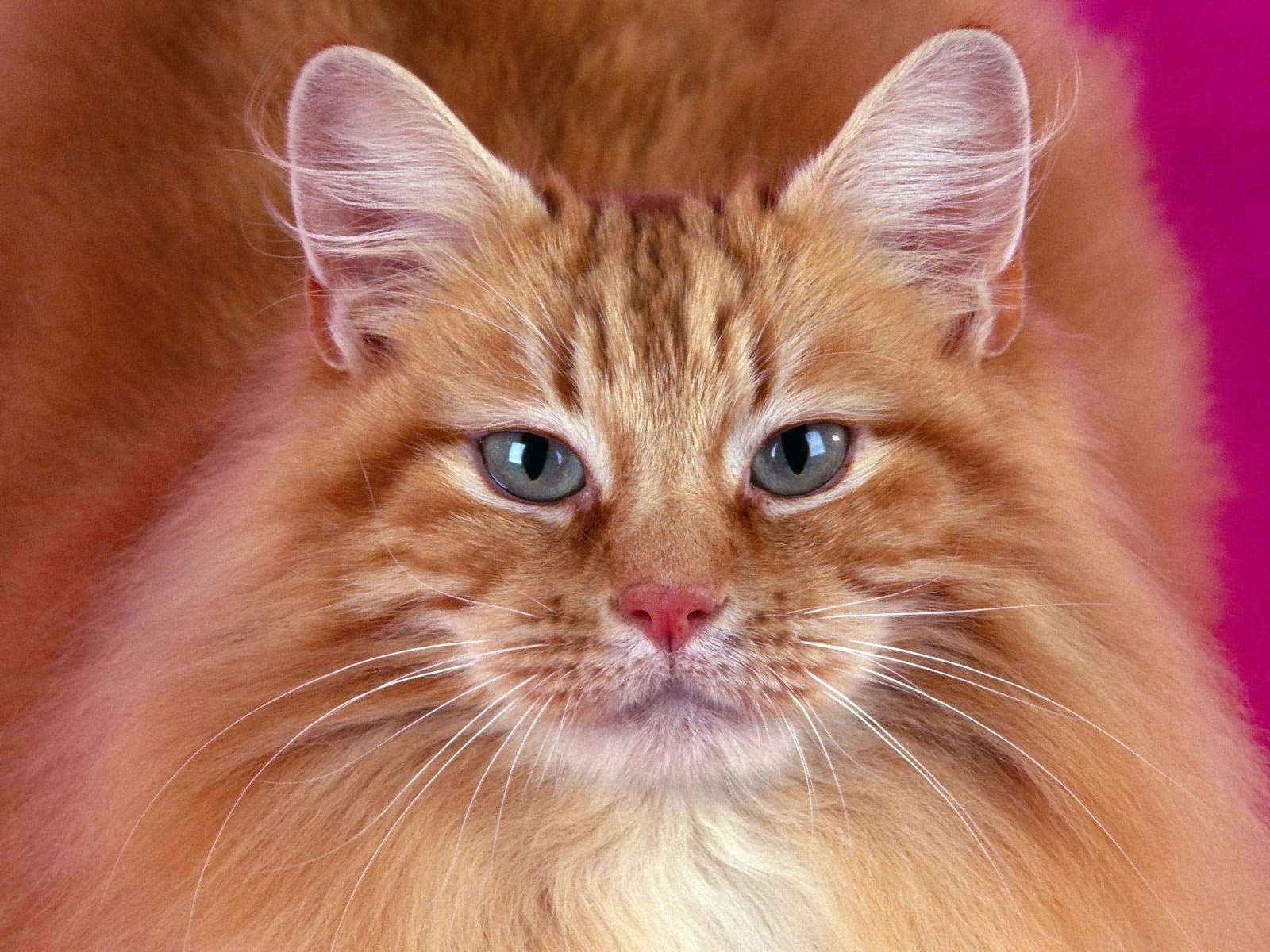 Laden Sie das Der Kater, Flauschige, Schnauze, Tiere, Katze-Bild kostenlos auf Ihren PC-Desktop herunter