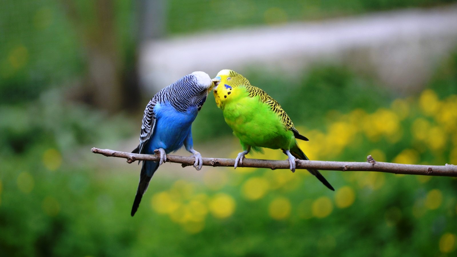 animal, budgerigar, bird, budgie, kiss, parakeet, birds