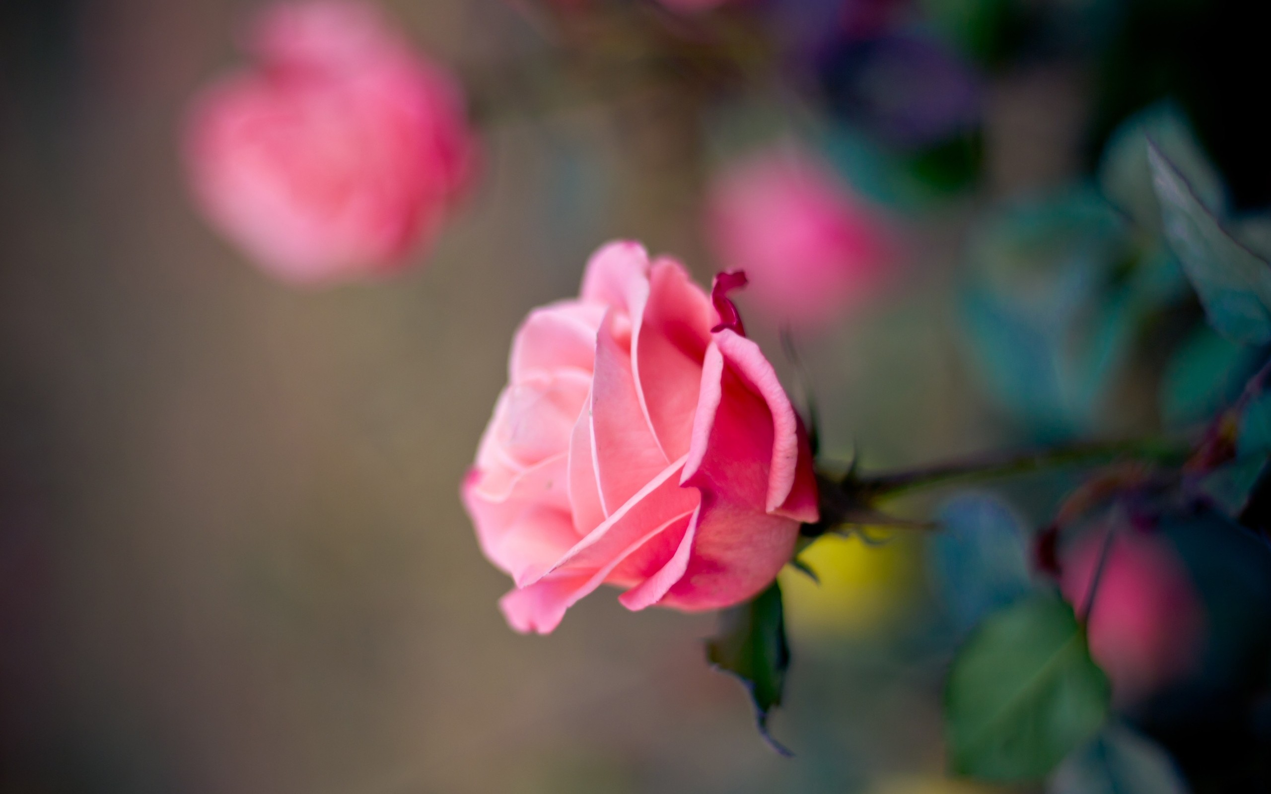 Завантажити шпалери безкоштовно Квітка, Роза, Земля, Рожева Троянда картинка на робочий стіл ПК