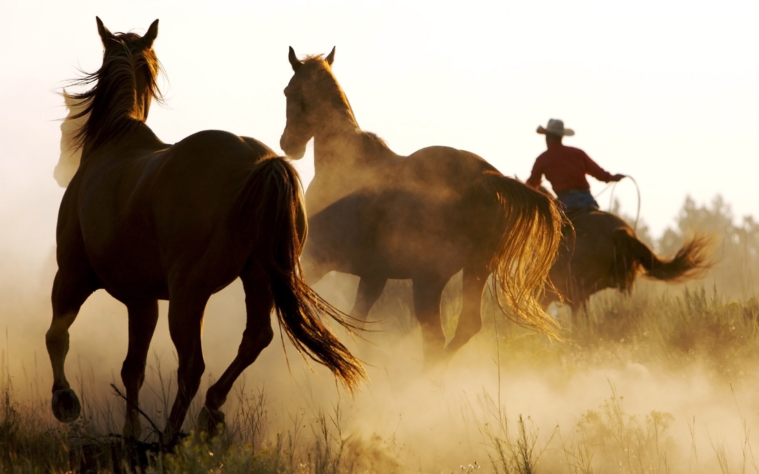 cowboy, photography, horse