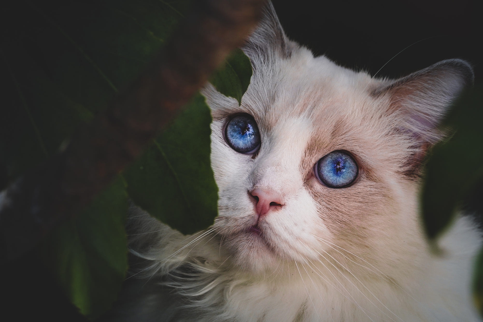 Download mobile wallpaper Cats, Cat, Animal, Ragdoll for free.