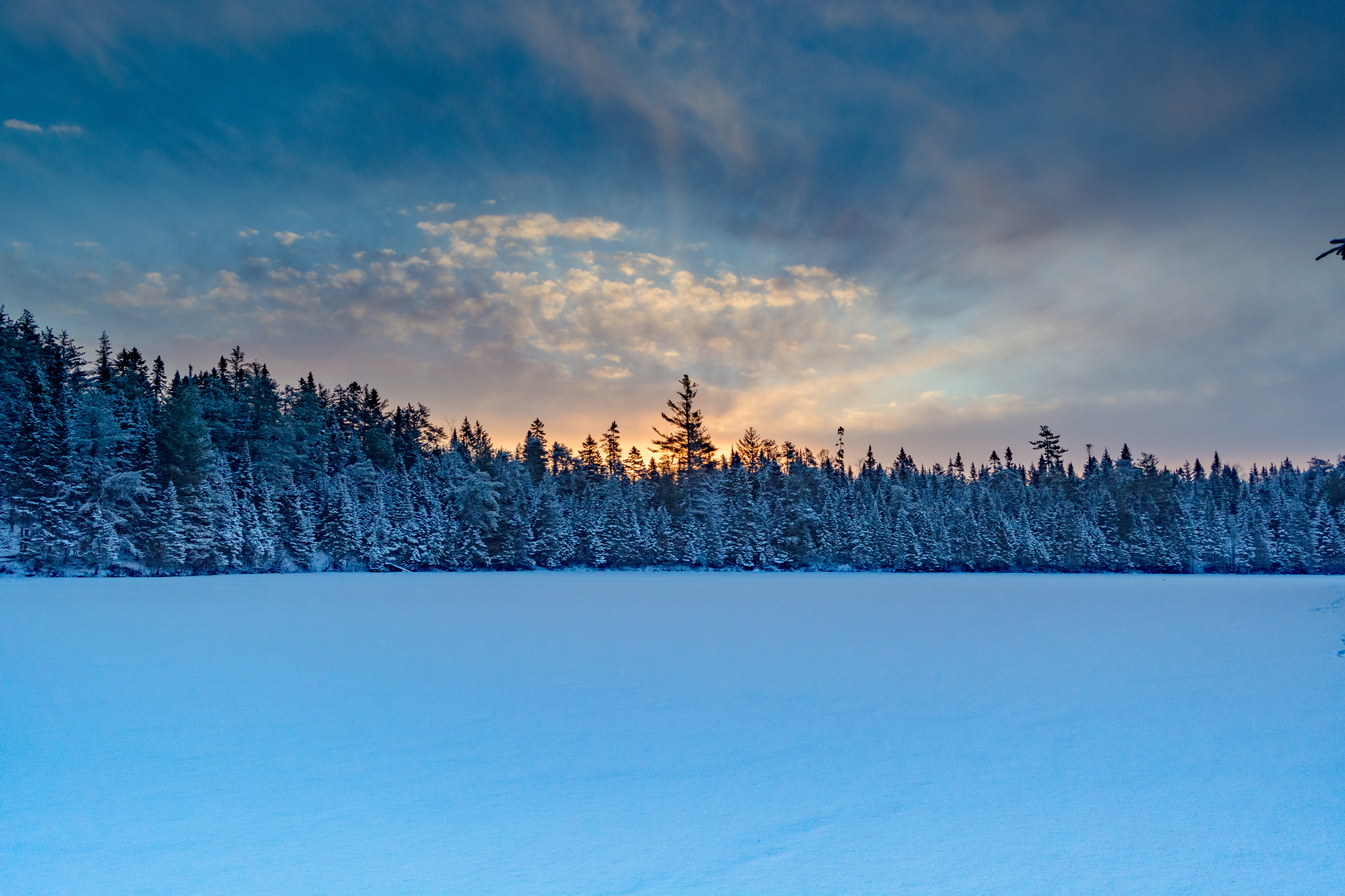 snow, nature, spruce, fir, winter forest