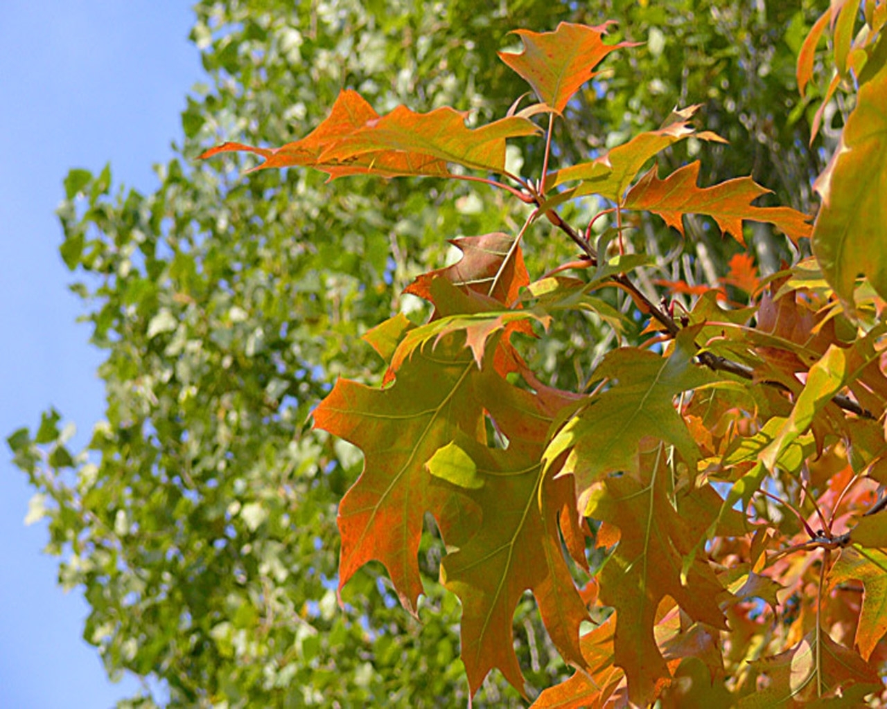 Handy-Wallpaper Bäume, Blätter, Landschaft, Herbst kostenlos herunterladen.