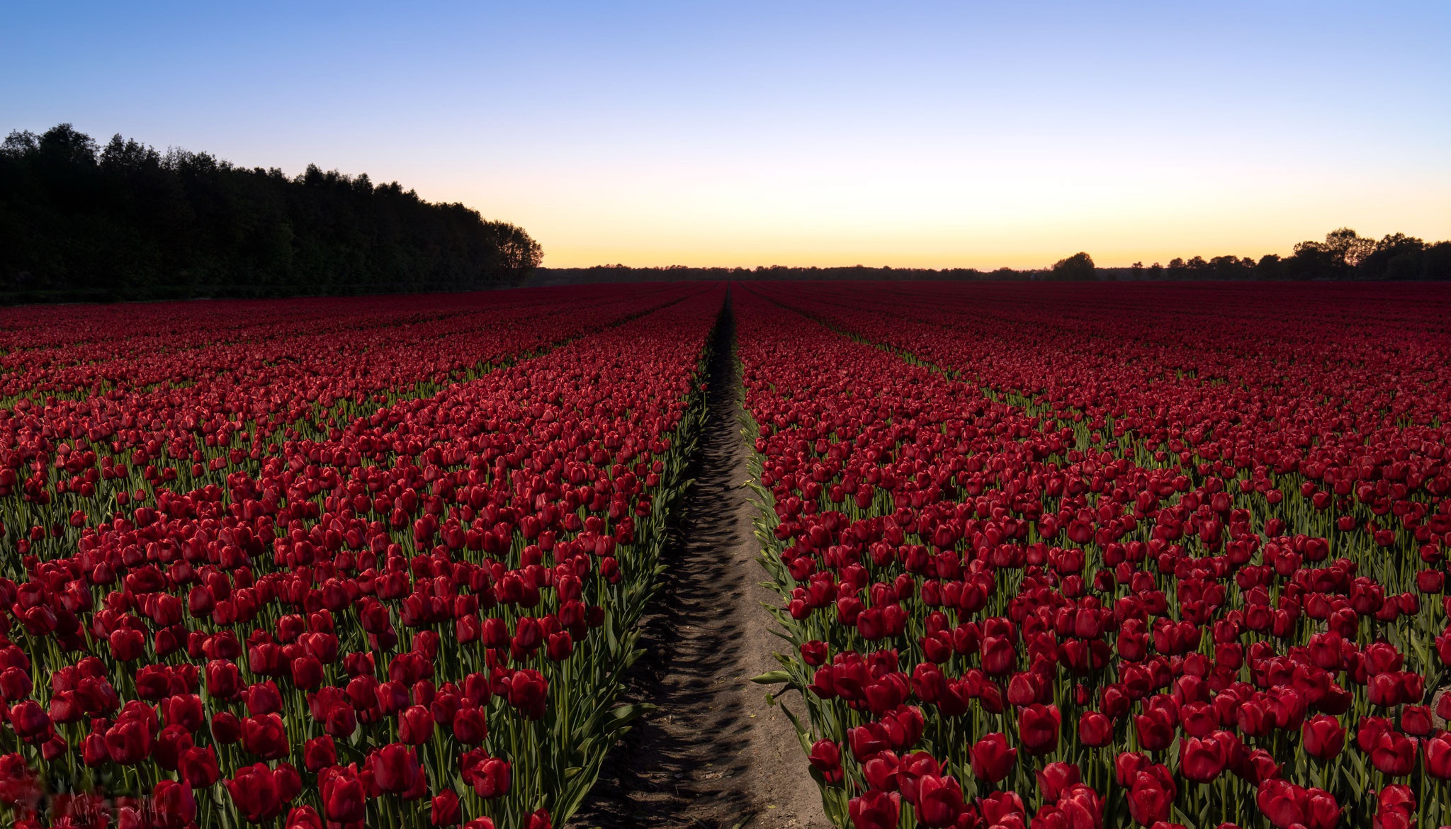 Download mobile wallpaper Nature, Flowers, Summer, Flower, Earth, Field, Tulip, Red Flower for free.