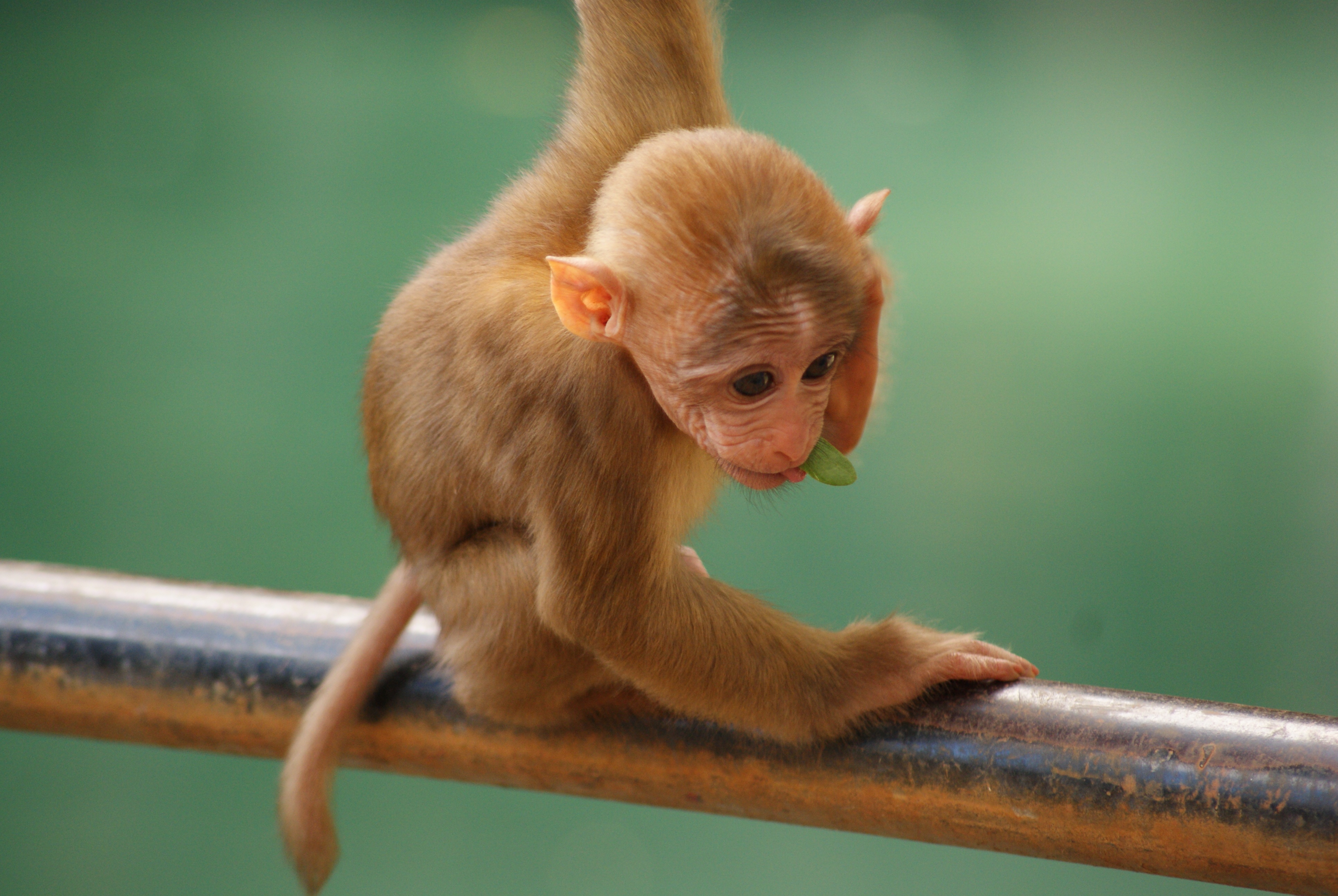 88775 завантажити картинку тварини, мавпа, прохолодно, малий, маленький, прикольна - шпалери і заставки безкоштовно