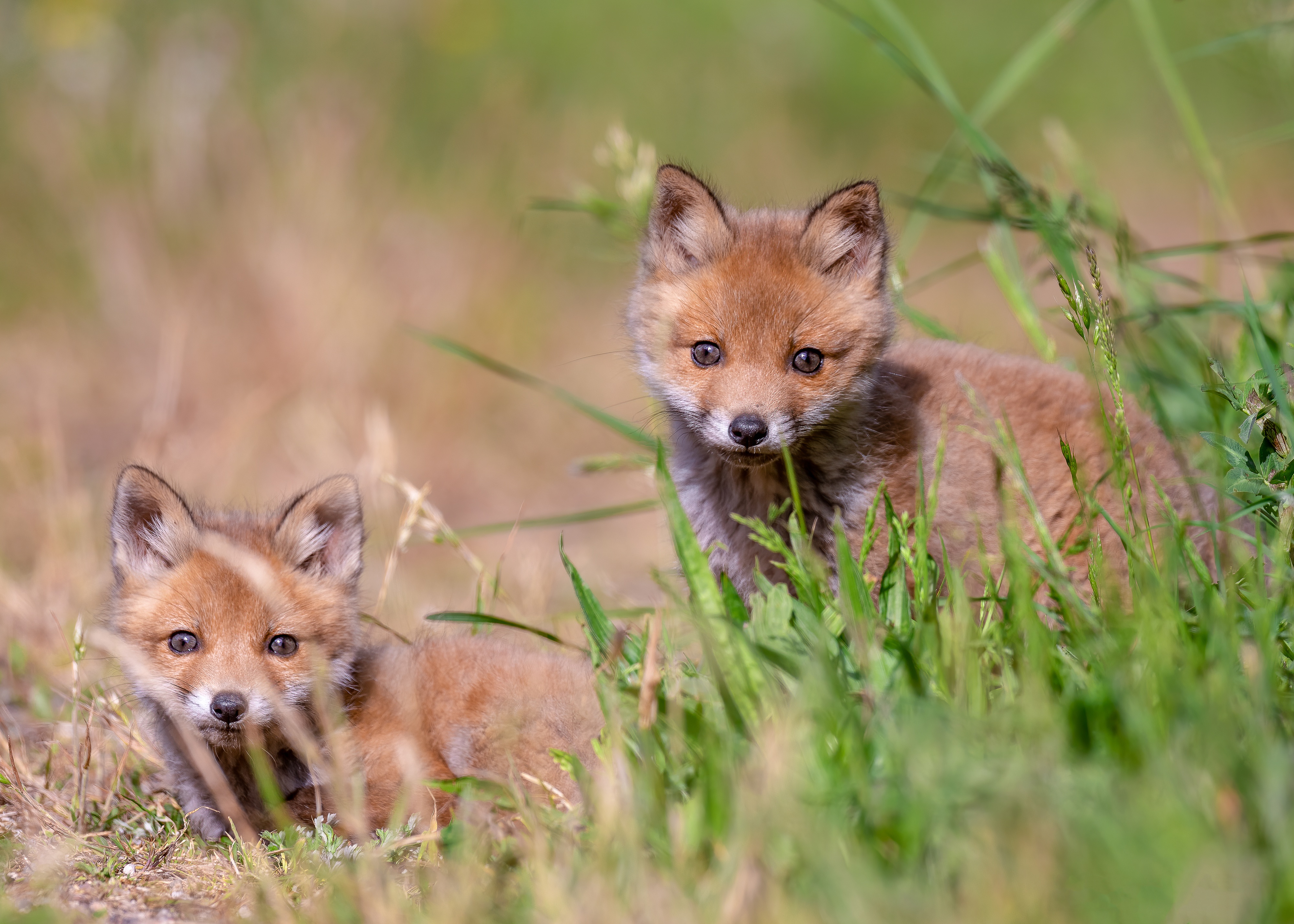 無料モバイル壁紙動物, 狐をダウンロードします。