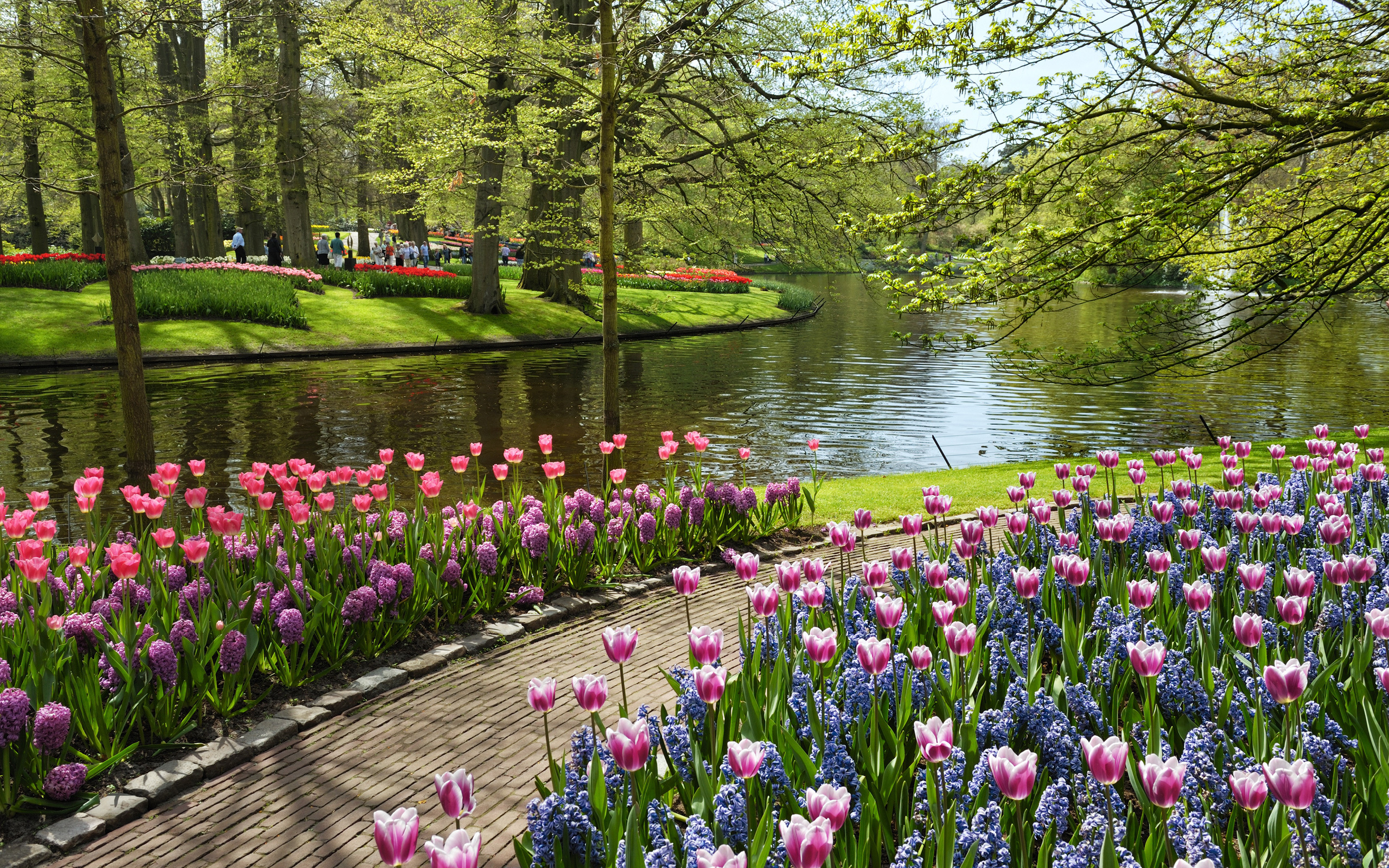 Descarga gratuita de fondo de pantalla para móvil de Tulipán, Parque, Fotografía.