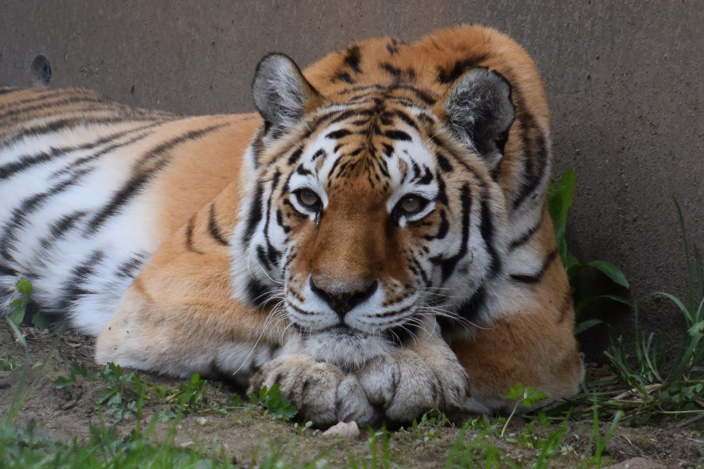 Baixar papel de parede para celular de Animais, Gatos, Tigre gratuito.