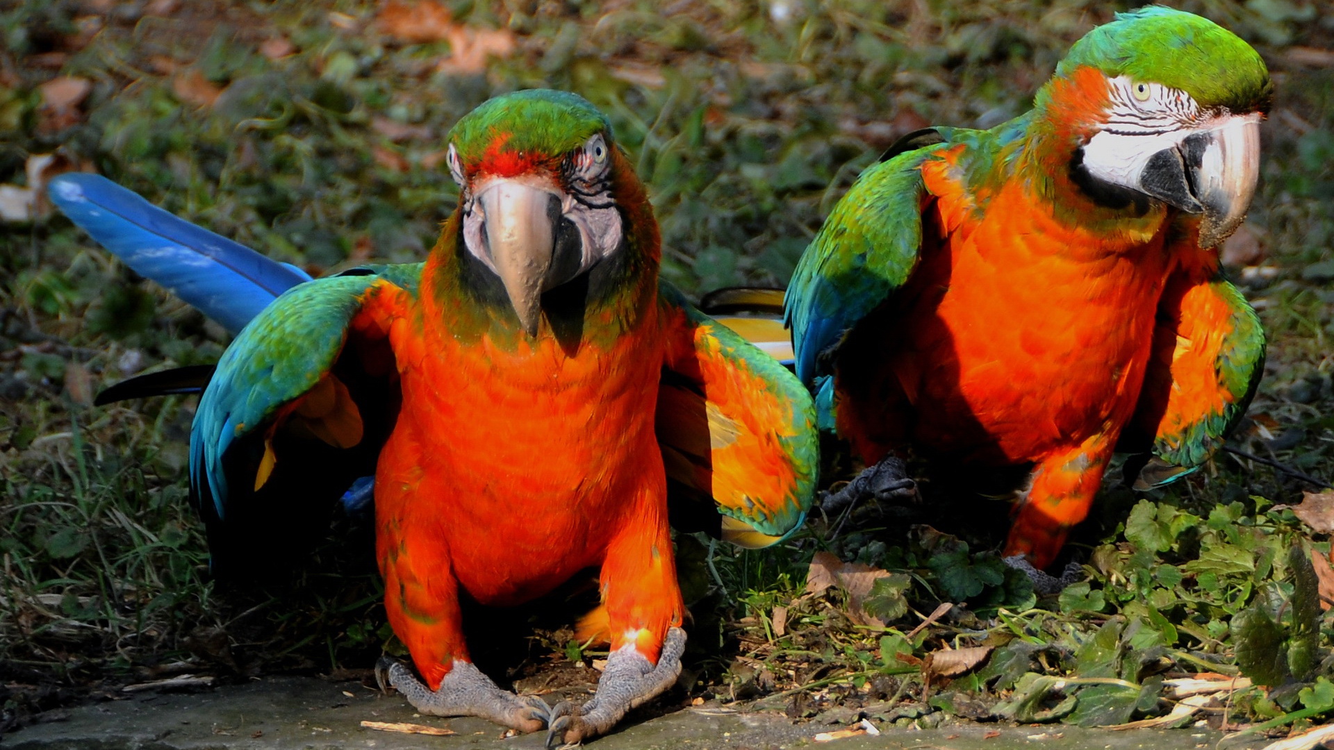 PCデスクトップに動物, 鳥, コンゴウインコ, カタリナ・コンゴウインコ画像を無料でダウンロード