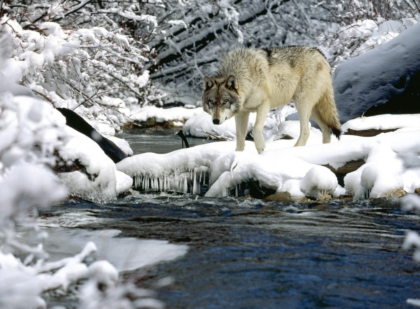 water, animals, rivers, snow, wolf, spring