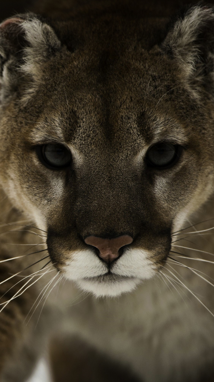 Descarga gratuita de fondo de pantalla para móvil de Animales, Gatos, Puma.