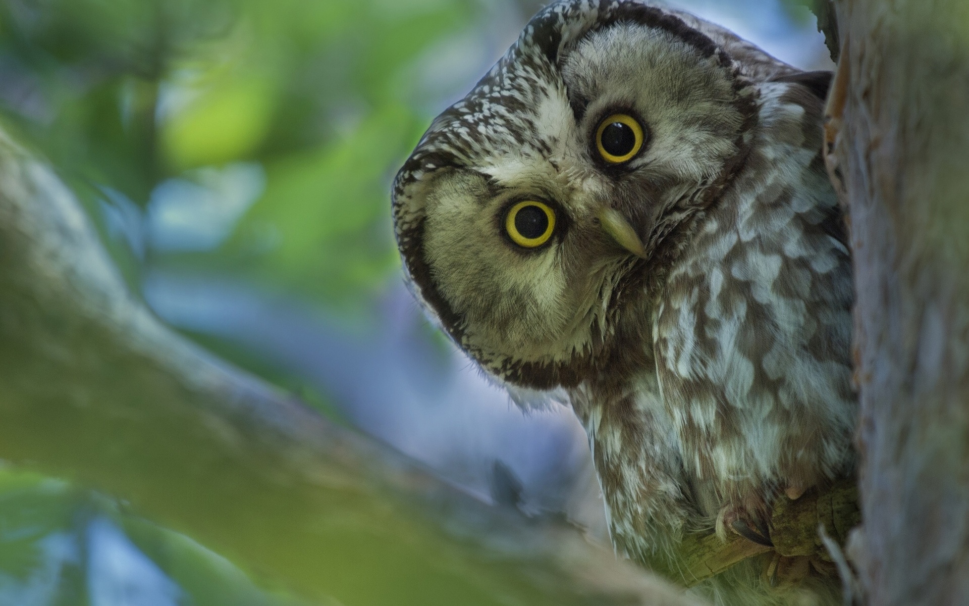 Free download wallpaper Birds, Owl, Animal on your PC desktop