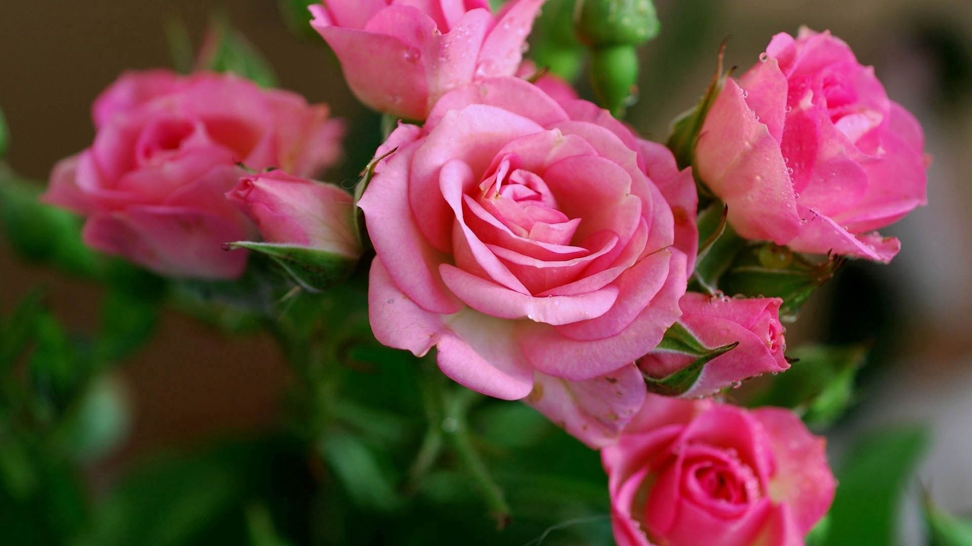 Скачать обои бесплатно Розовый, Букет, Цветы, Розы картинка на рабочий стол ПК