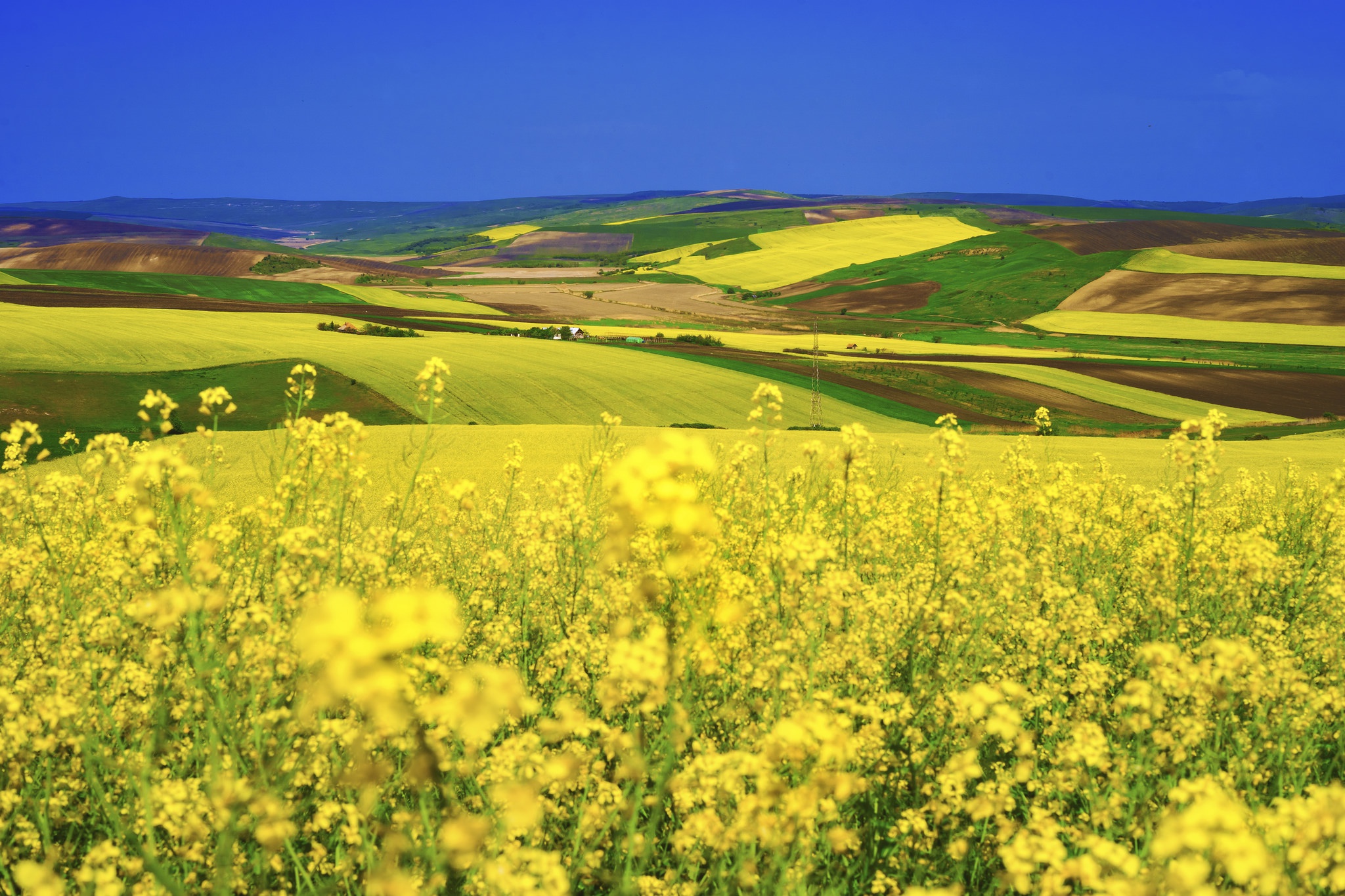 Laden Sie das Landschaft, Natur, Sommer, Feld, Gelbe Blume, Erde/natur, Raps-Bild kostenlos auf Ihren PC-Desktop herunter