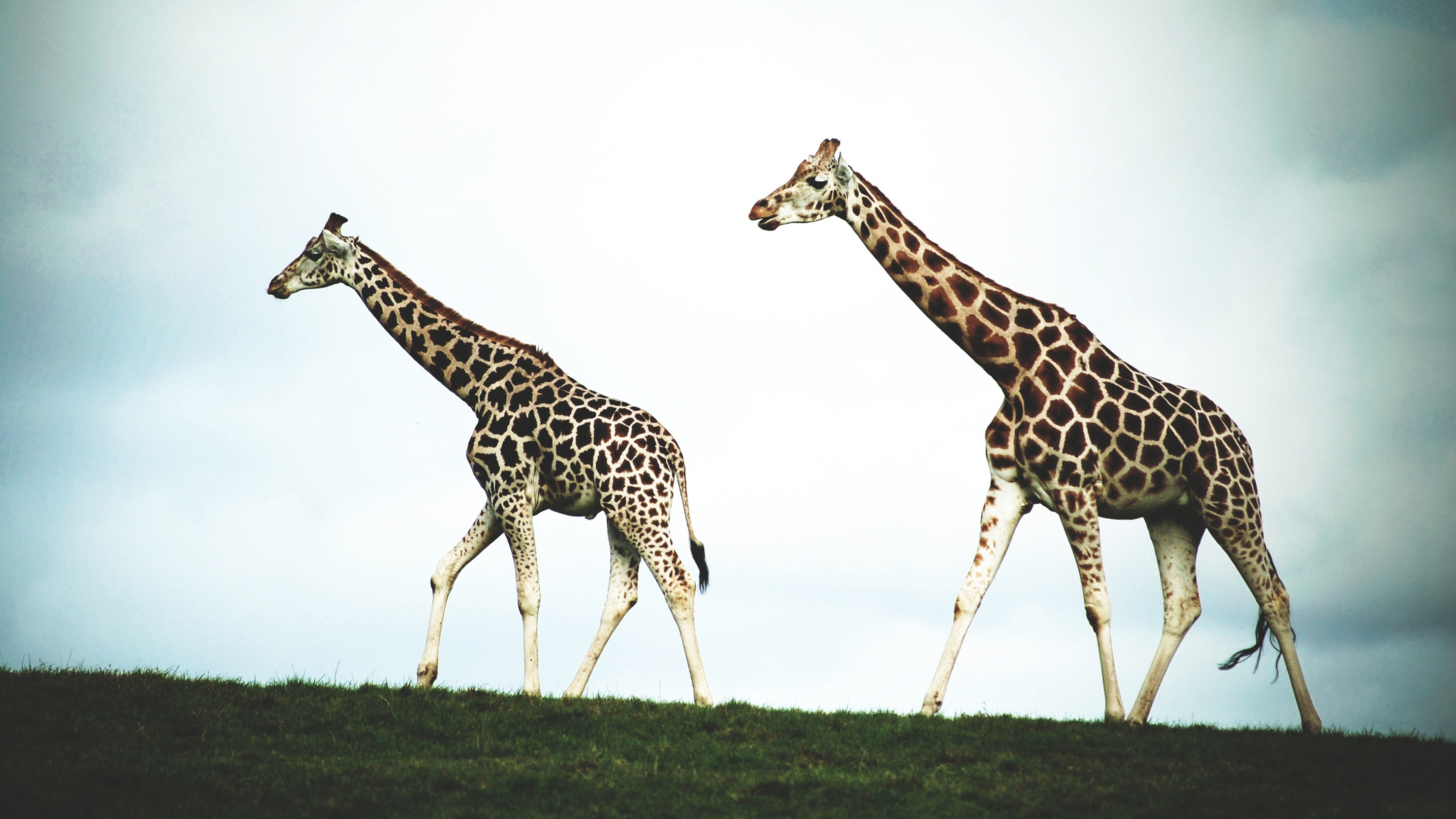 604842 завантажити картинку тварина, жираф - шпалери і заставки безкоштовно