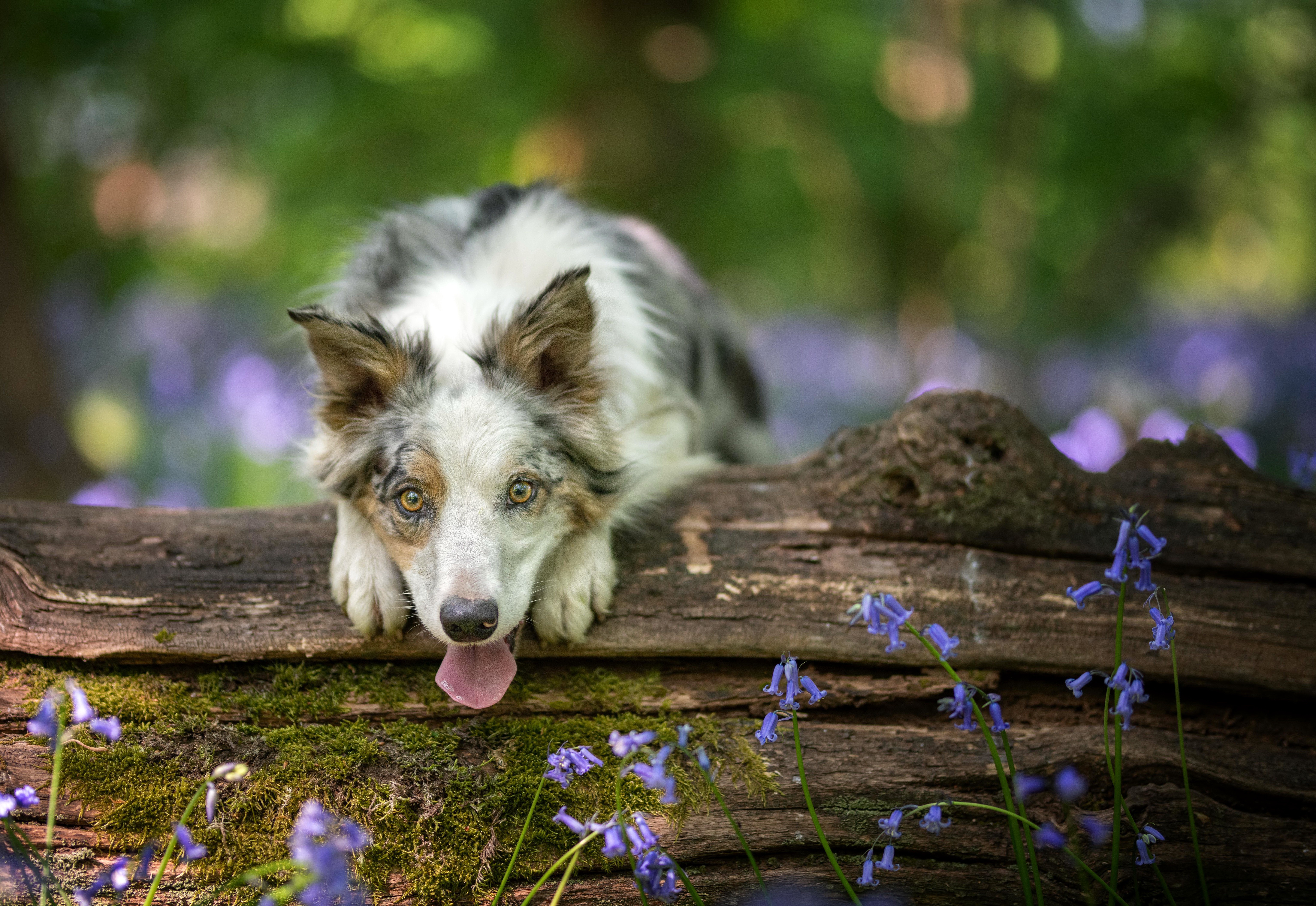 Handy-Wallpaper Tiere, Hunde, Hund, Border Collie kostenlos herunterladen.