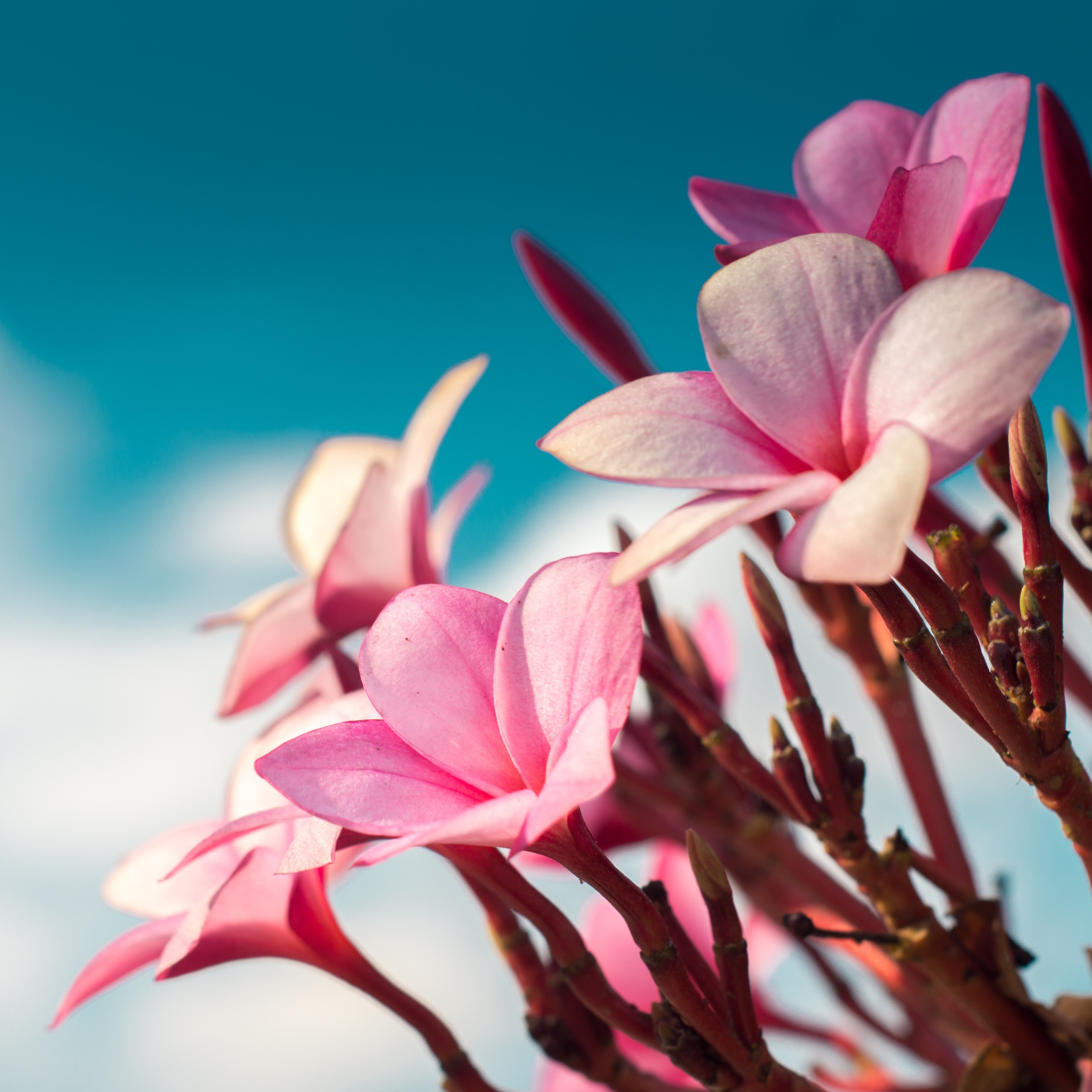 Download mobile wallpaper Macro, Flowers, Plumeria, Pink for free.