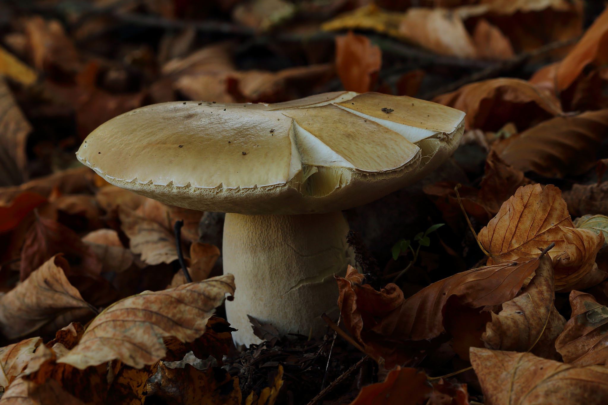 Descarga gratis la imagen Naturaleza, Otoño, Hoja, Champiñón, Tierra/naturaleza, Macrofotografía en el escritorio de tu PC