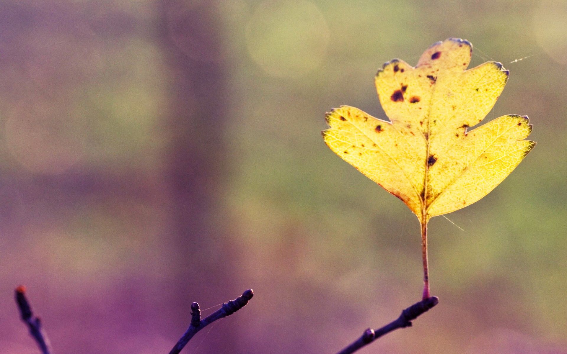 Free download wallpaper Autumn, Web, Sheet, Leaf, Branch, Nature, Bright on your PC desktop