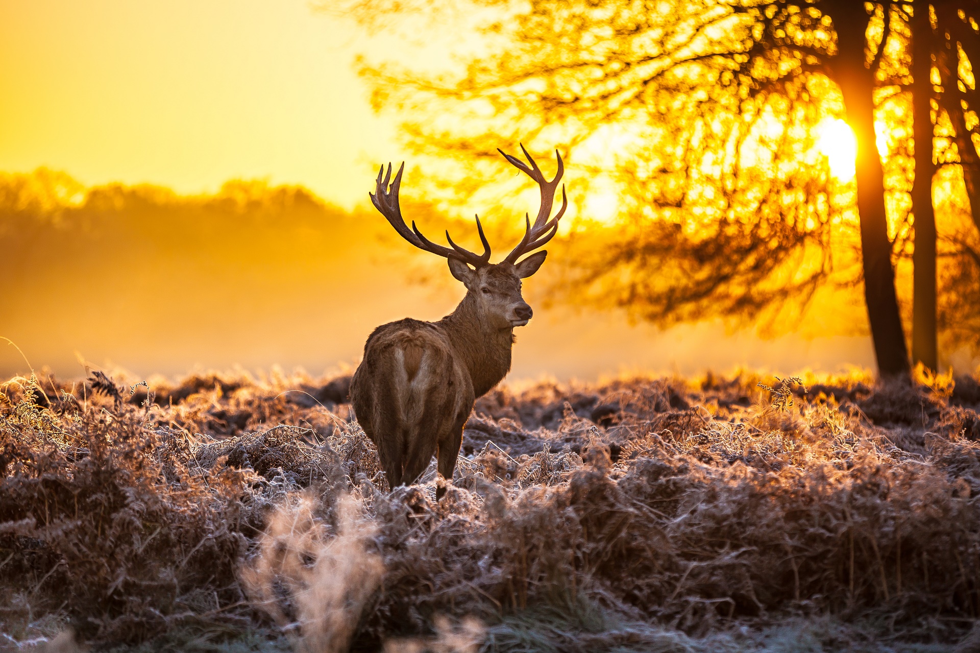 Free download wallpaper Animal, Deer on your PC desktop