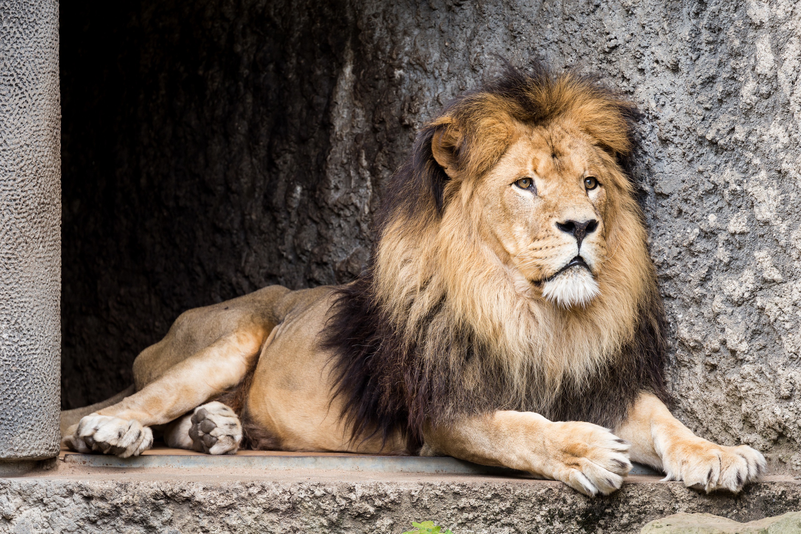 Téléchargez gratuitement l'image Animaux, Chats, Lion sur le bureau de votre PC