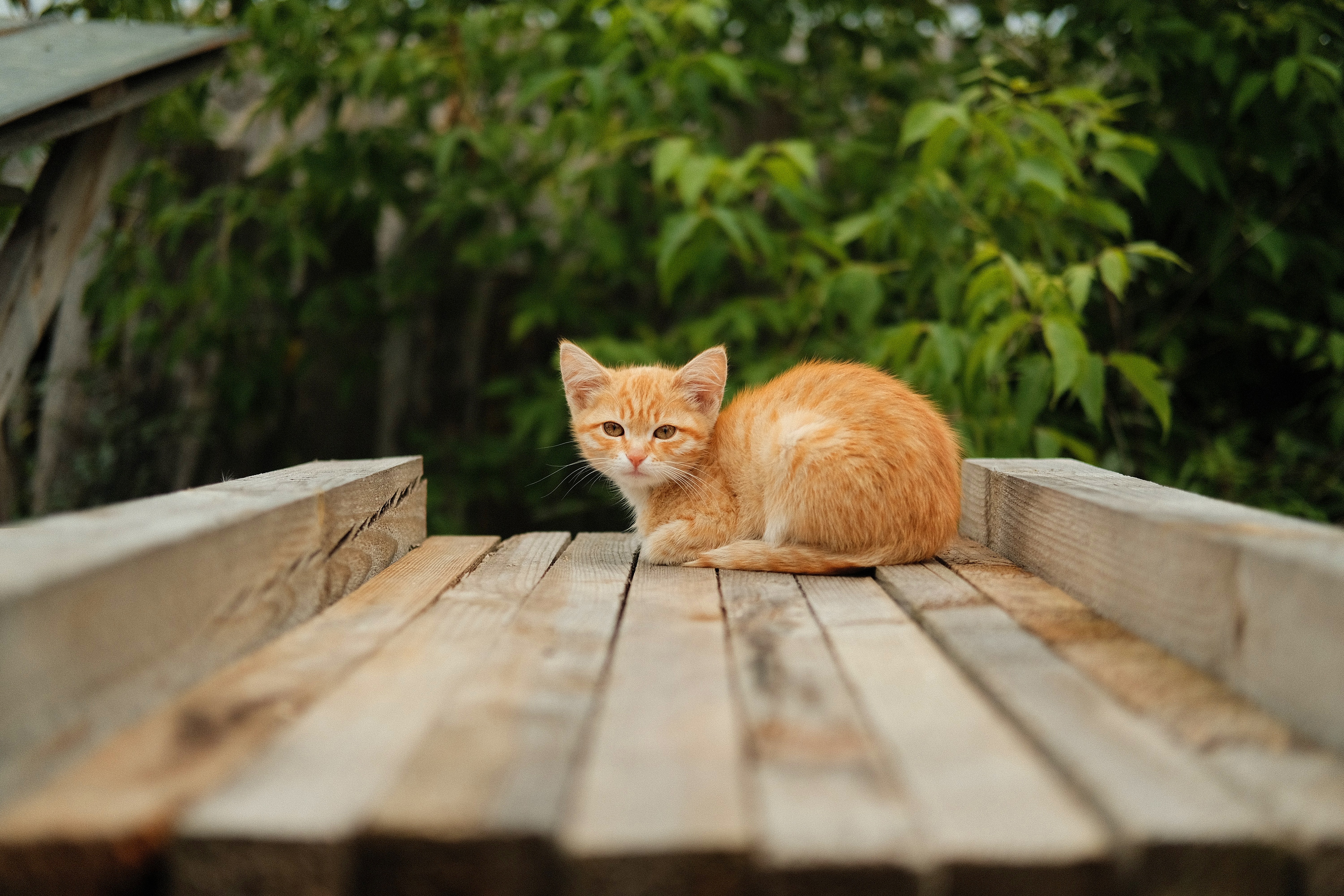 508553 économiseurs d'écran et fonds d'écran Chats sur votre téléphone. Téléchargez  images gratuitement