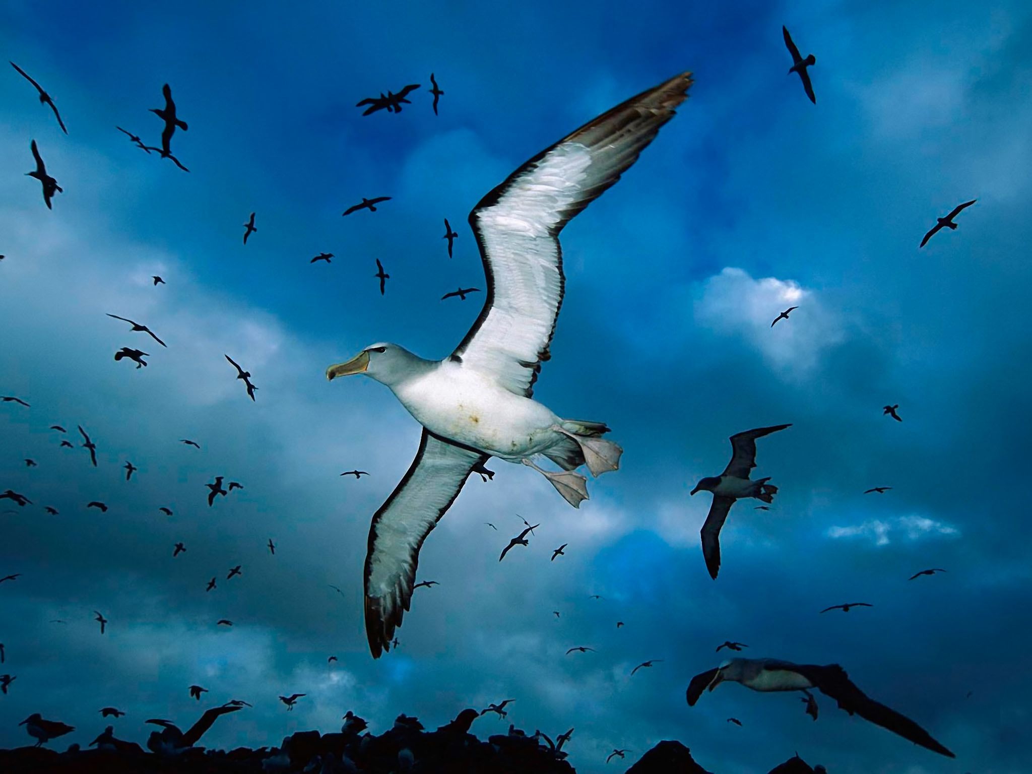 albatross, animal, bird, flying