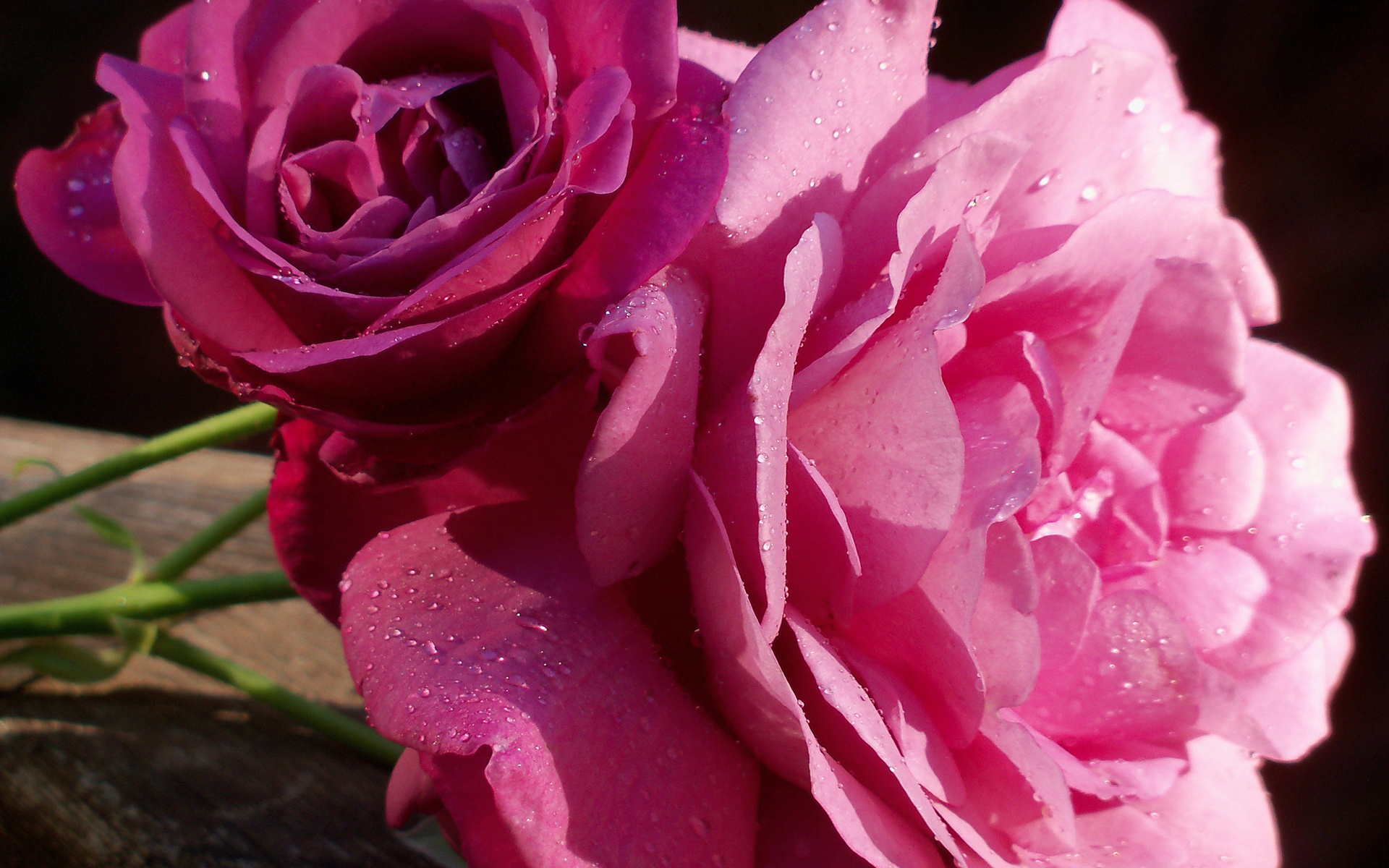 Téléchargez gratuitement l'image Fleurs, Rose, Terre/nature sur le bureau de votre PC