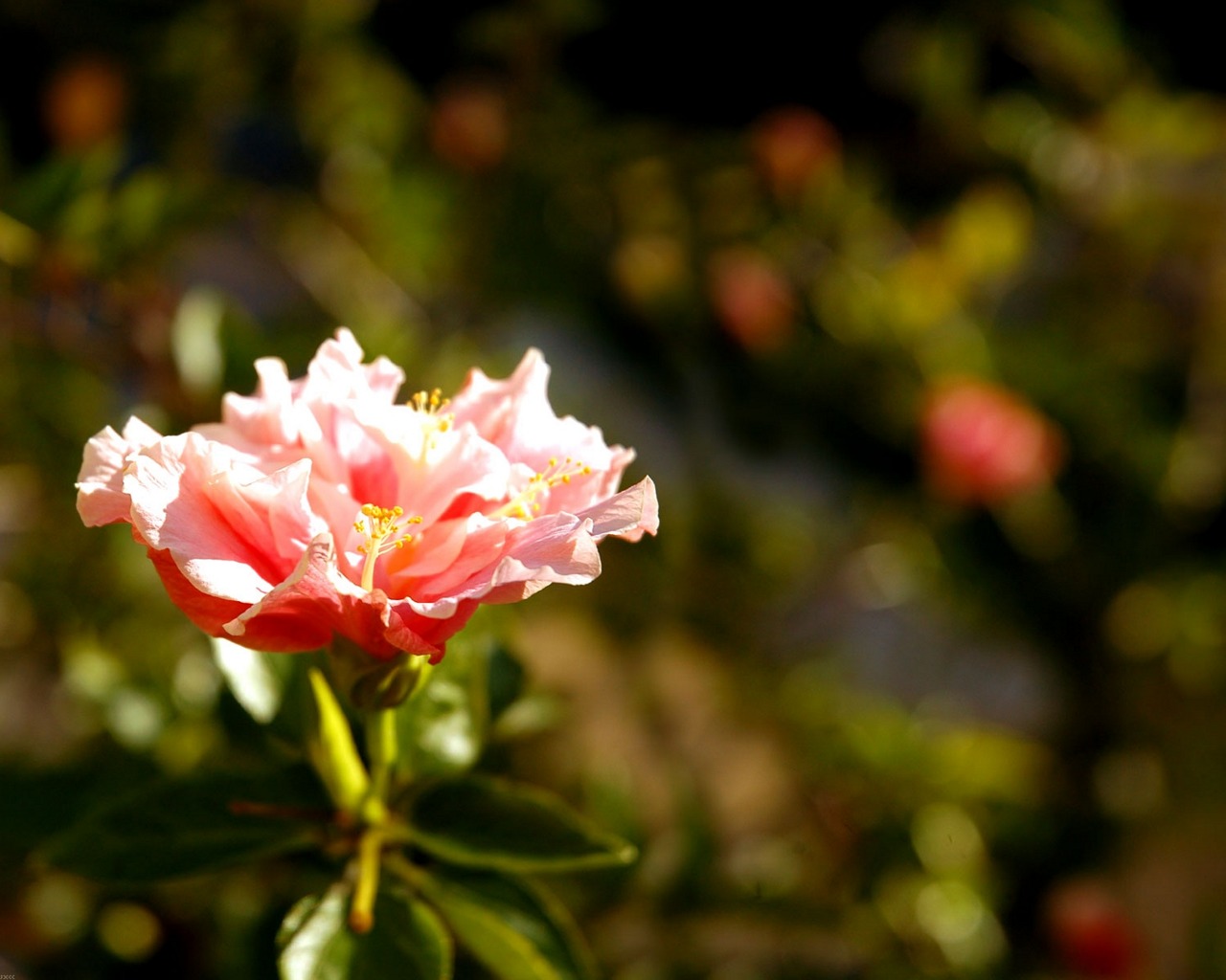 Téléchargez gratuitement l'image Fleur, Terre/nature sur le bureau de votre PC