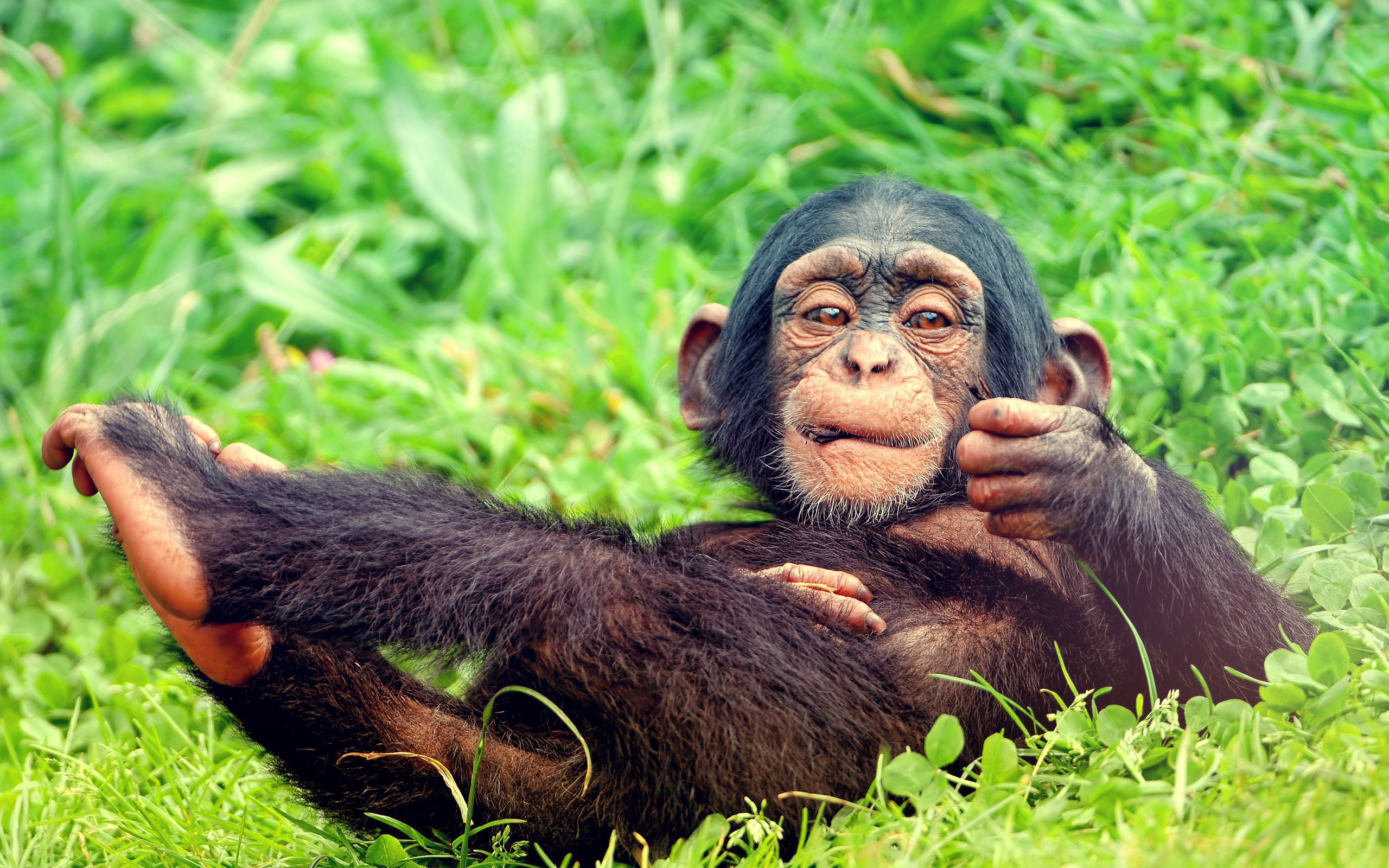 1458586 baixar papel de parede animais, chimpanzé - protetores de tela e imagens gratuitamente