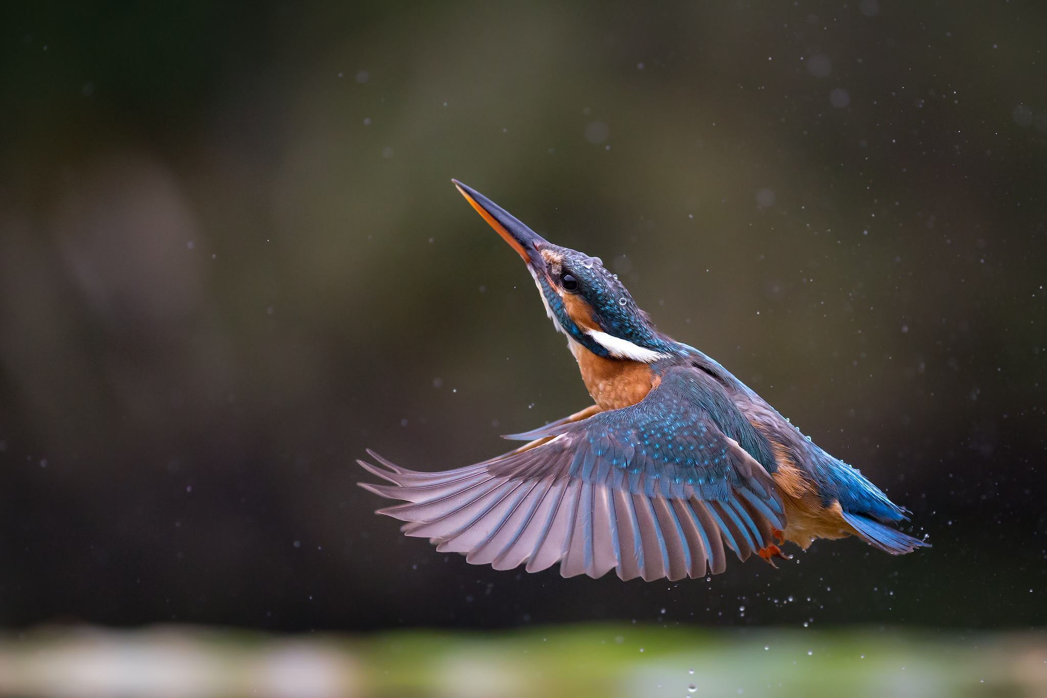 Download mobile wallpaper Birds, Macro, Animal, Kingfisher, Water Drop for free.