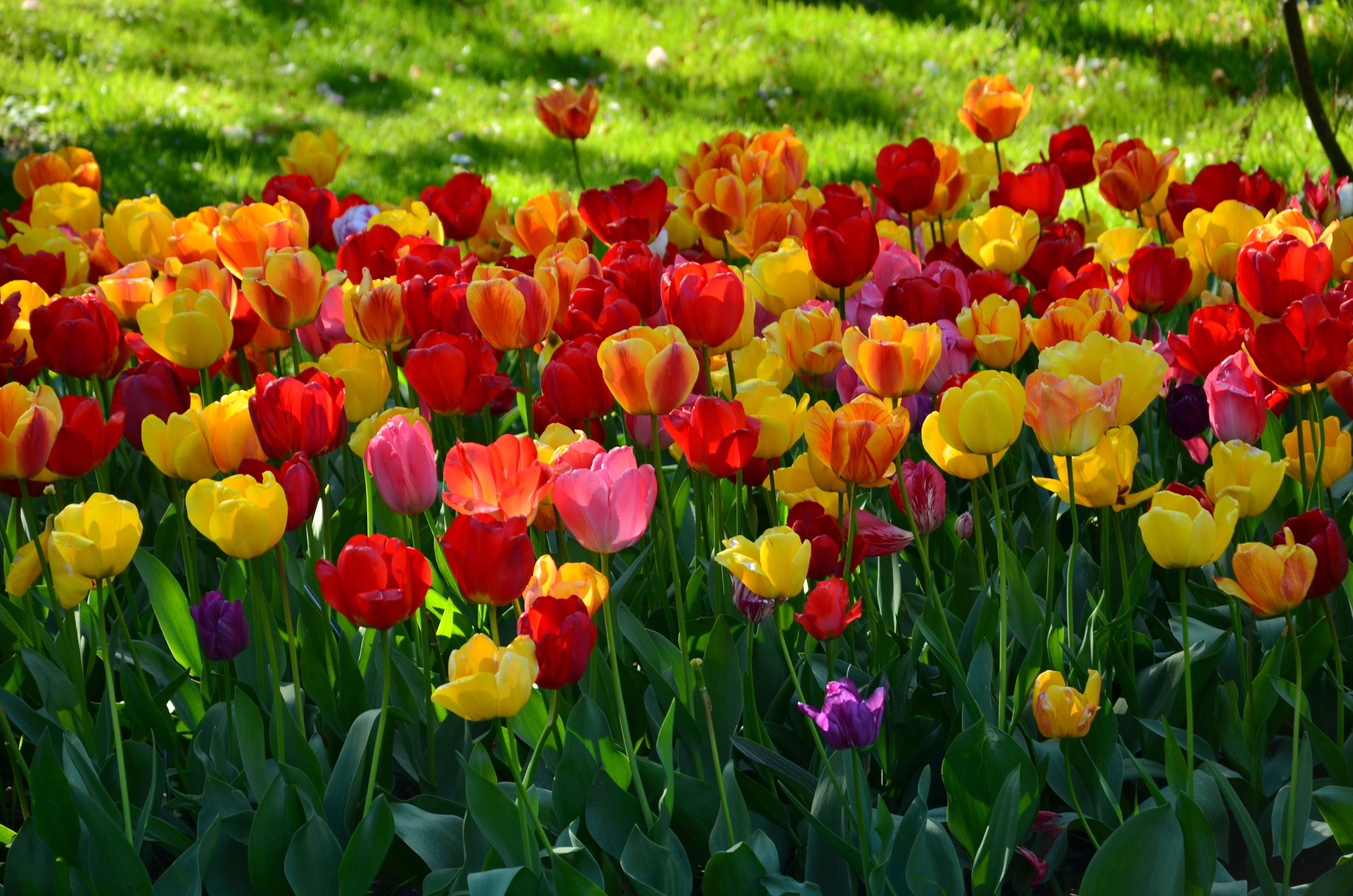 Handy-Wallpaper Blumen, Blume, Farben, Bunt, Frühling, Tulpe, Gelbe Blume, Rote Blume, Erde/natur kostenlos herunterladen.