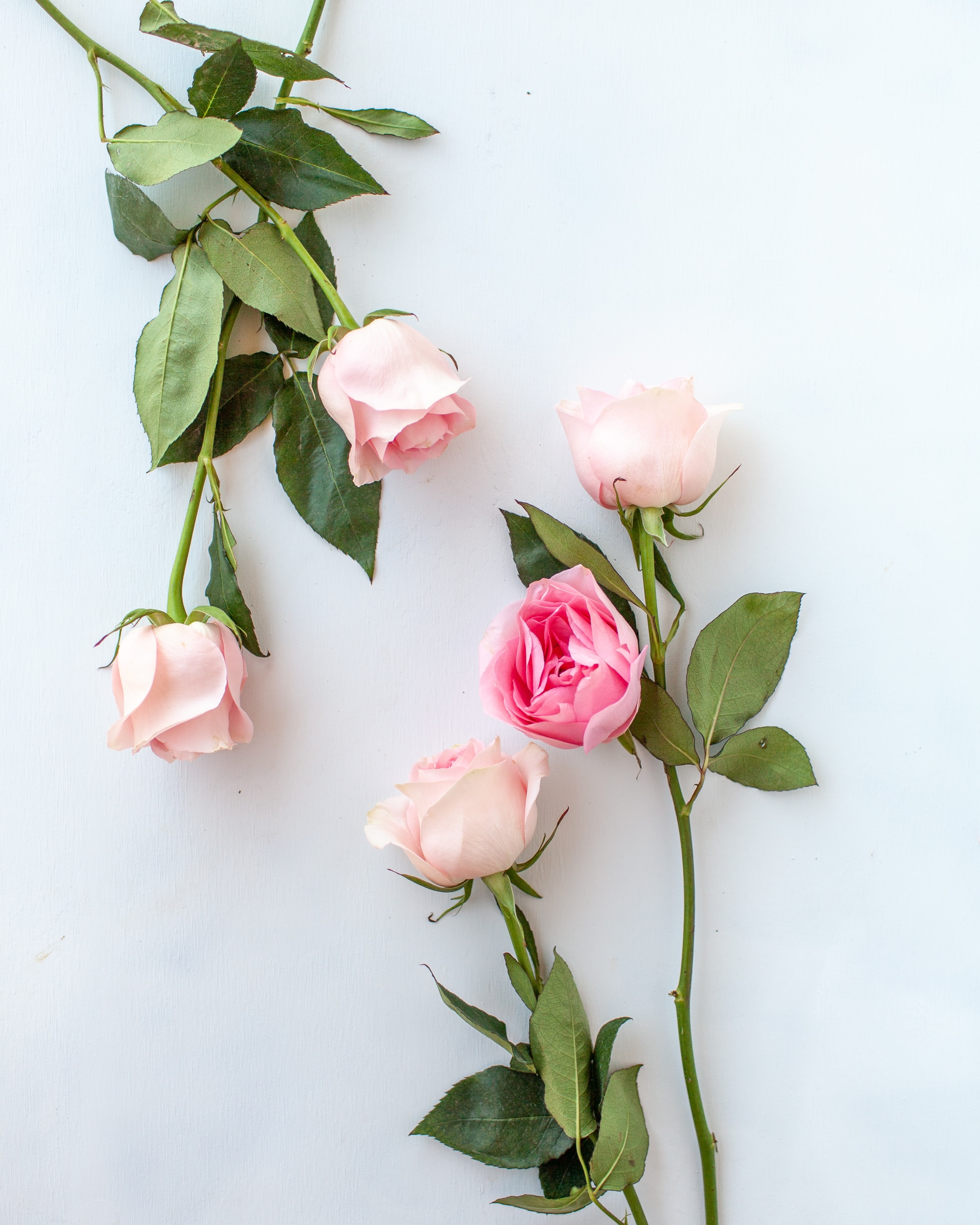 61536壁紙のダウンロードバラの花, フラワーズ, ピンク, 薔薇, 花びら-スクリーンセーバーと写真を無料で