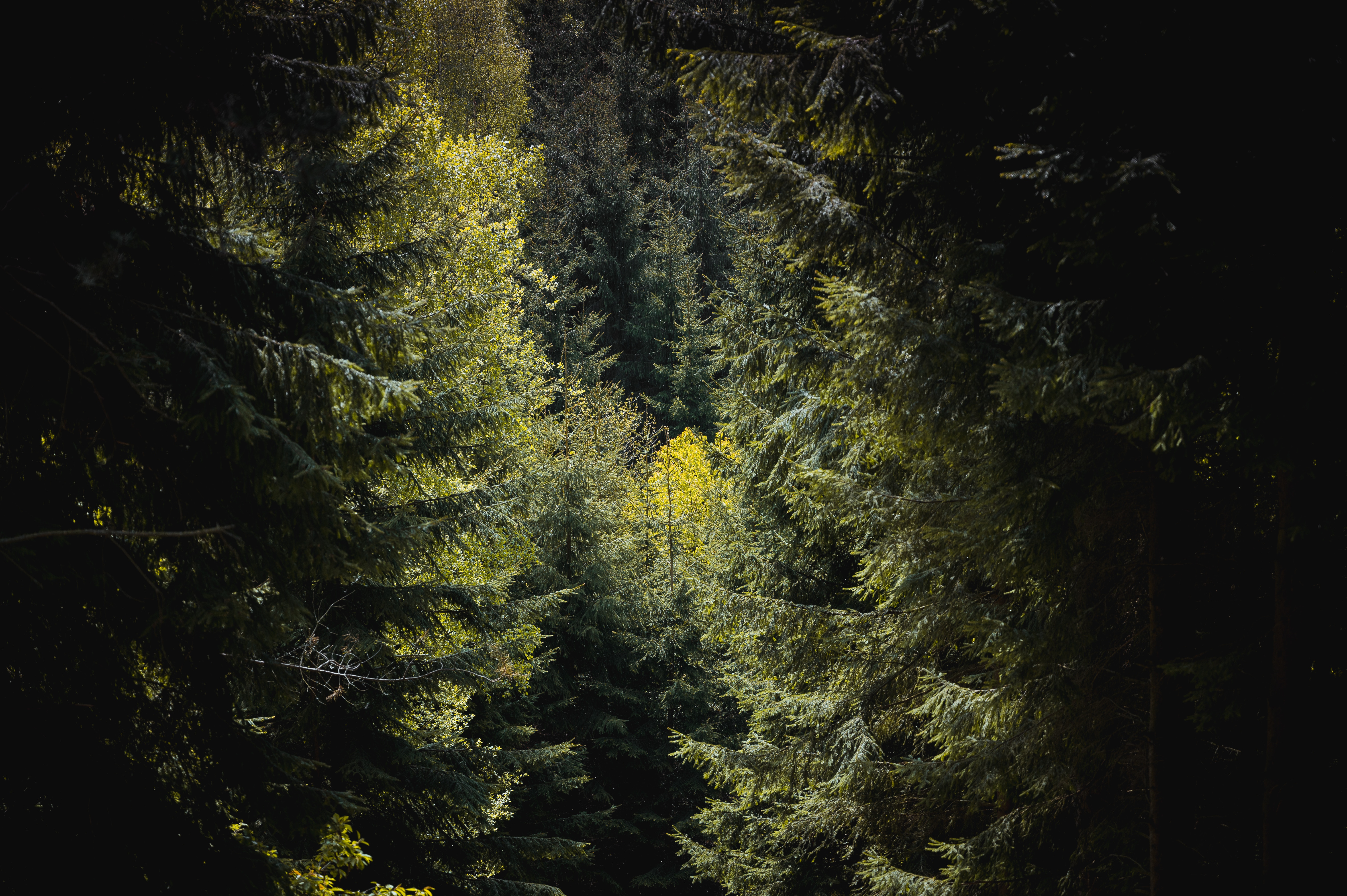 Download mobile wallpaper Trees, Branches, Foliage, Forest, Nature for free.