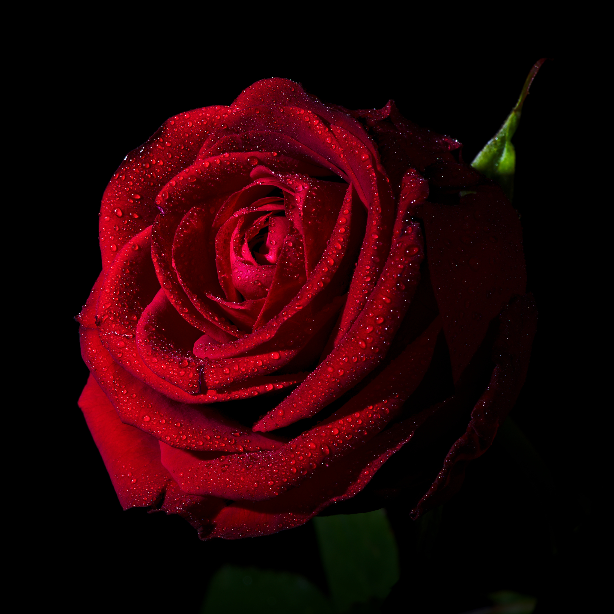 Download mobile wallpaper Flowers, Flower, Rose, Close Up, Earth, Red Flower, Water Drop for free.