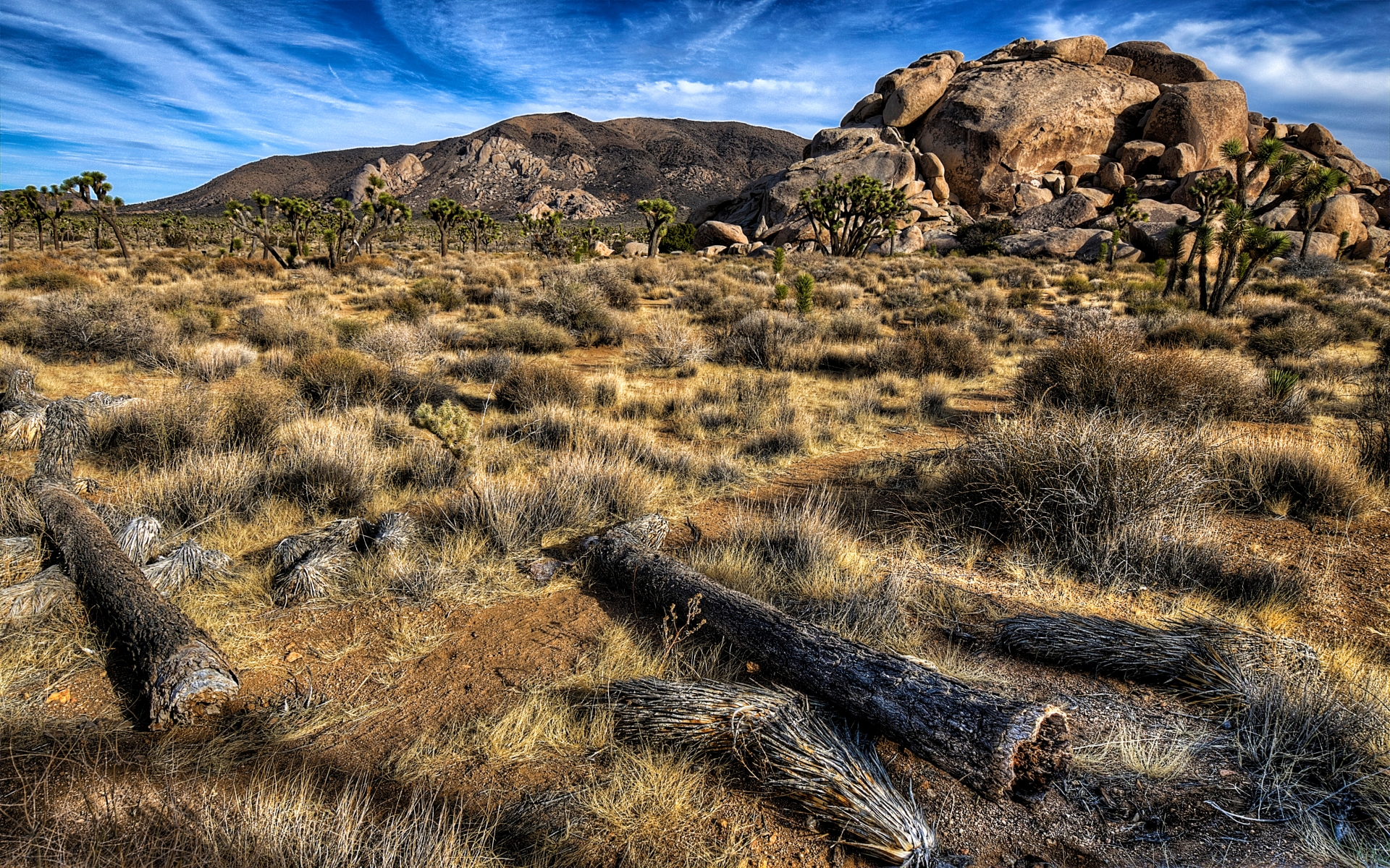 Download mobile wallpaper Earth, National Park, Joshua Tree National Park for free.
