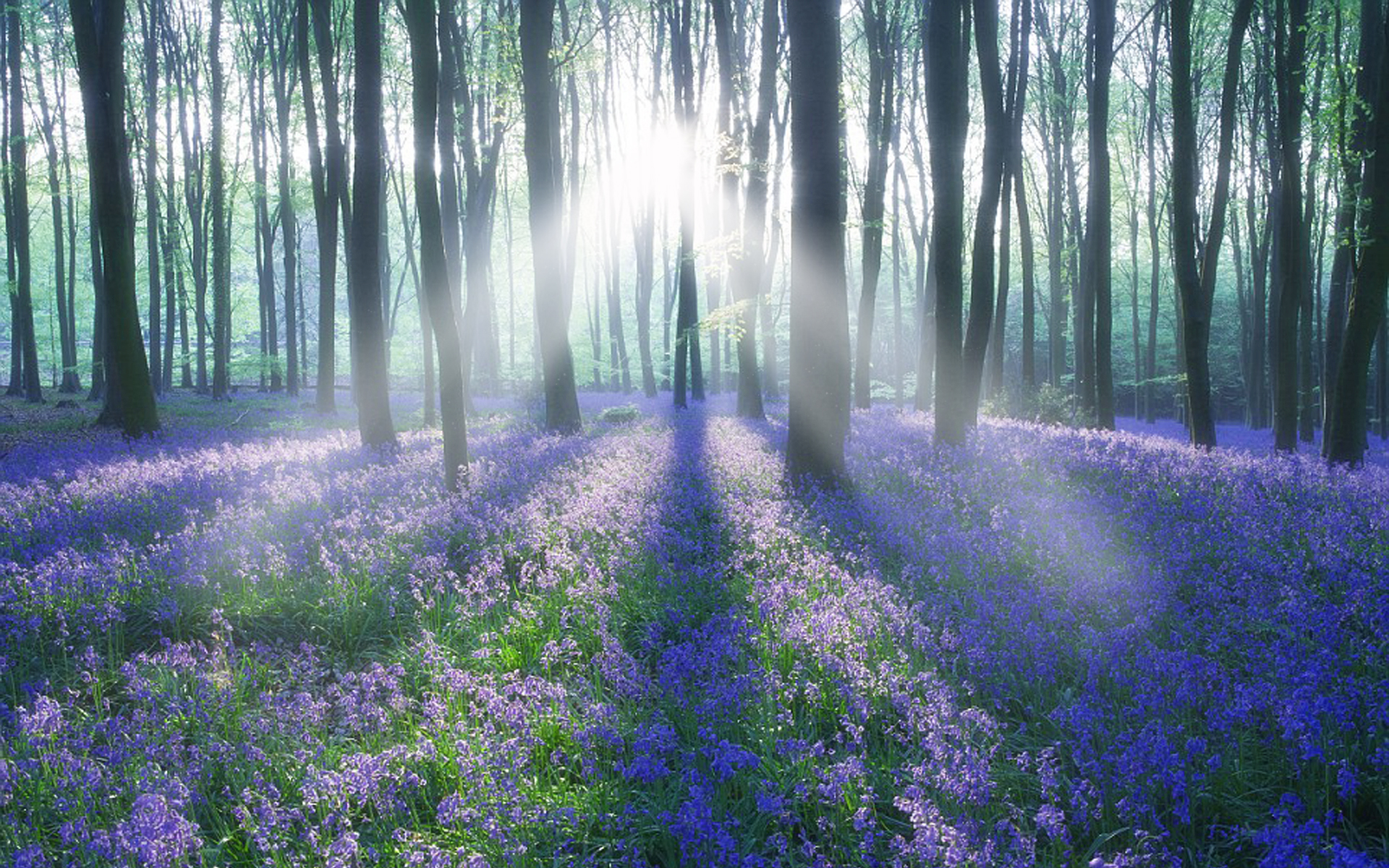 Free download wallpaper Forest, Earth on your PC desktop