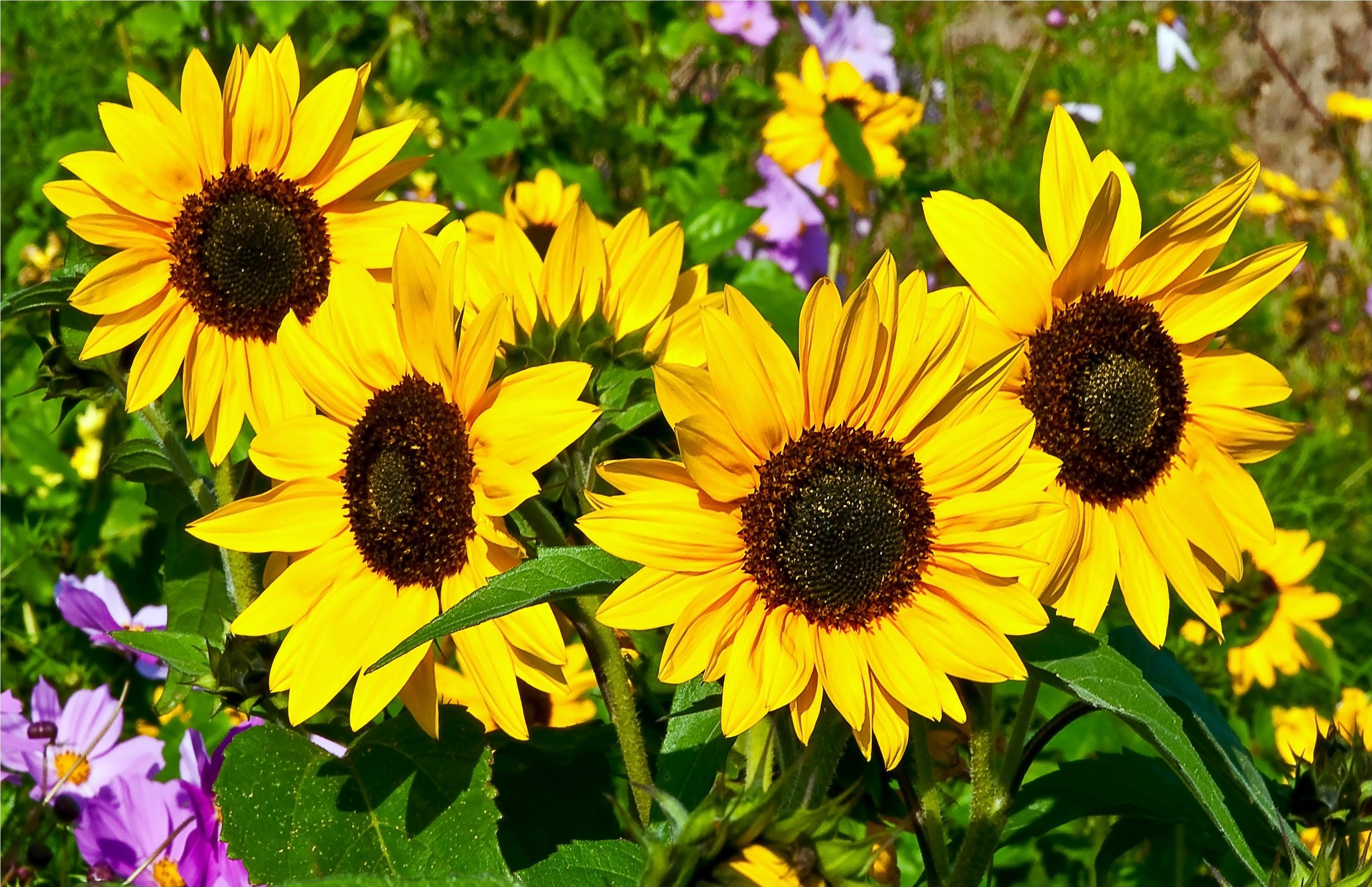 124930 Hintergrundbild herunterladen sonnenblumen, sommer, blumen, grüne, grünen, sonnig, sonnigen - Bildschirmschoner und Bilder kostenlos