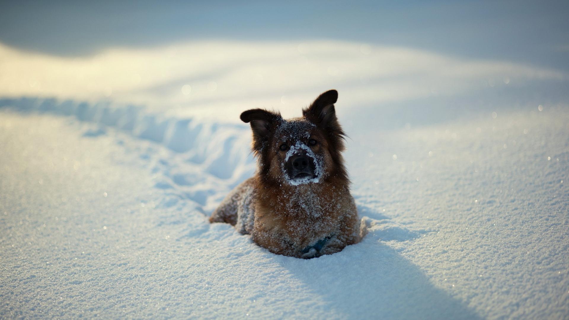 Baixe gratuitamente a imagem Animais, Cão na área de trabalho do seu PC