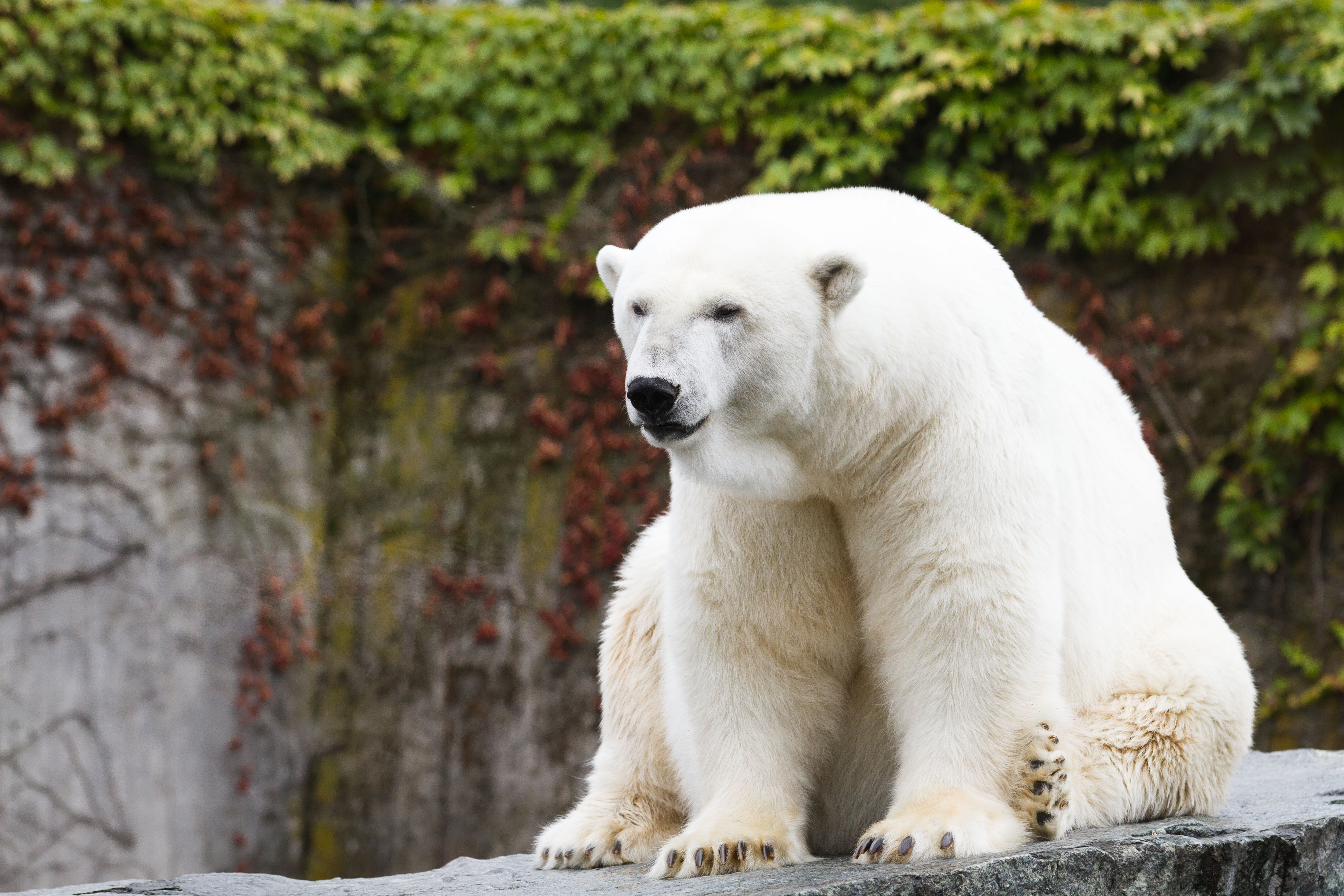 Baixar papel de parede para celular de Animais, Urso, Urso Polar, Ursos gratuito.