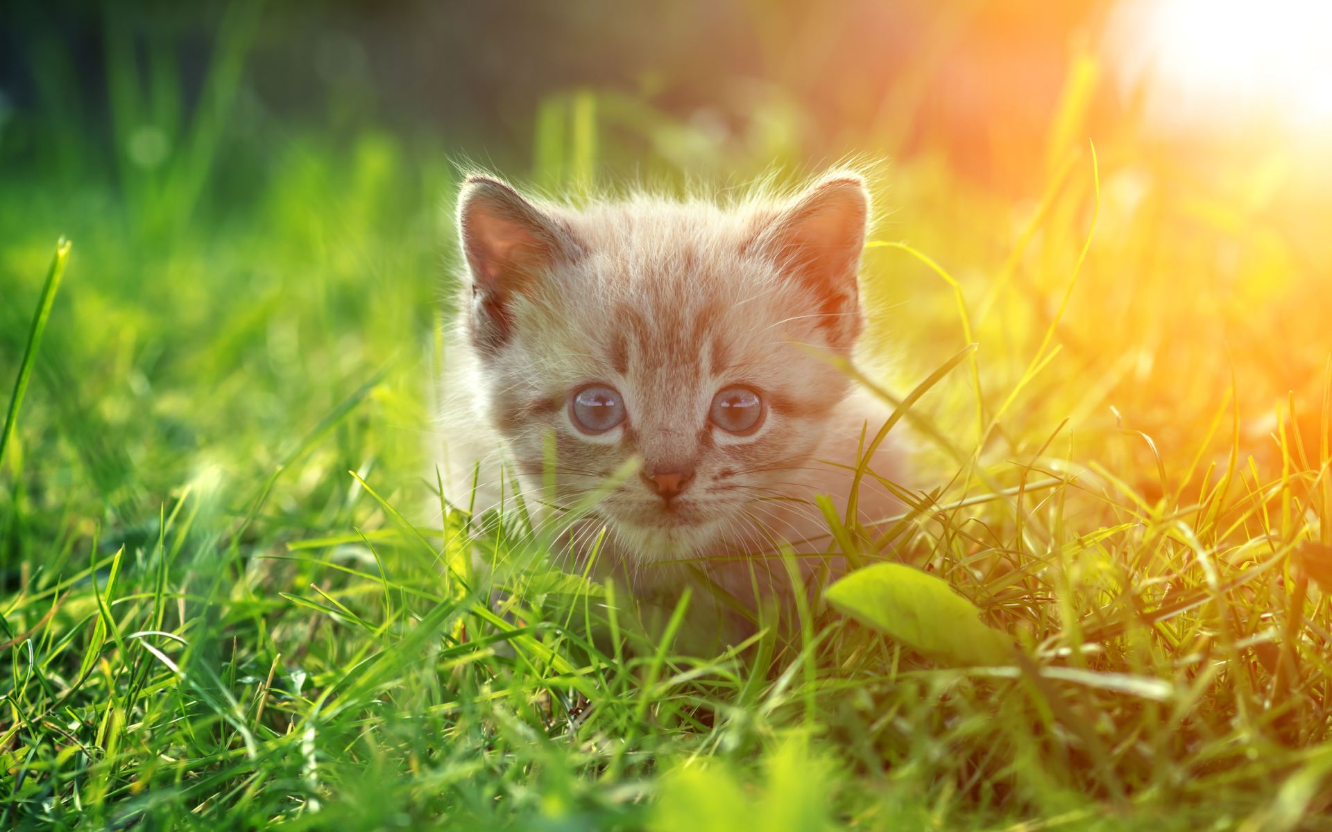 Handy-Wallpaper Tiere, Katzen, Katze, Kätzchen kostenlos herunterladen.